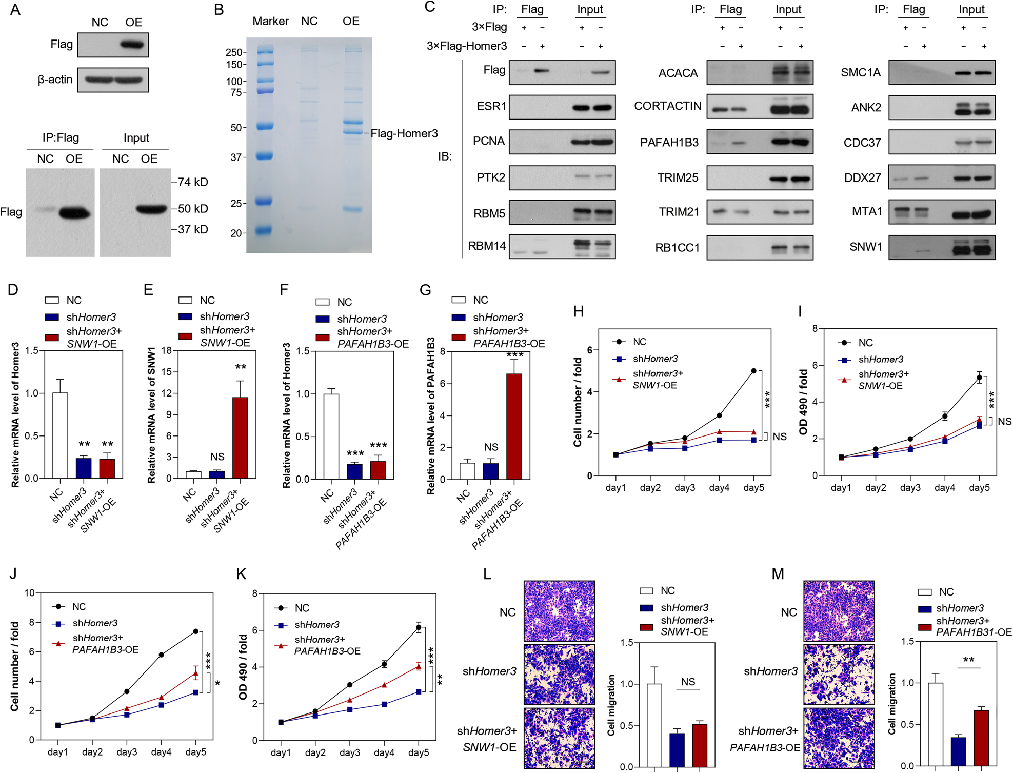 Fig. 4: HOMER3 binds to PAFAH1B3 and participates in the malignant phenotype of NSCLC cells.