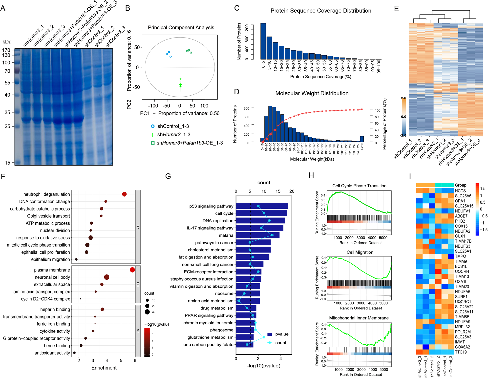 Fig. 5: Proteomic profiling of PAFAH1B3-overexpressing H1299 cells with HOMER3 knockdown.