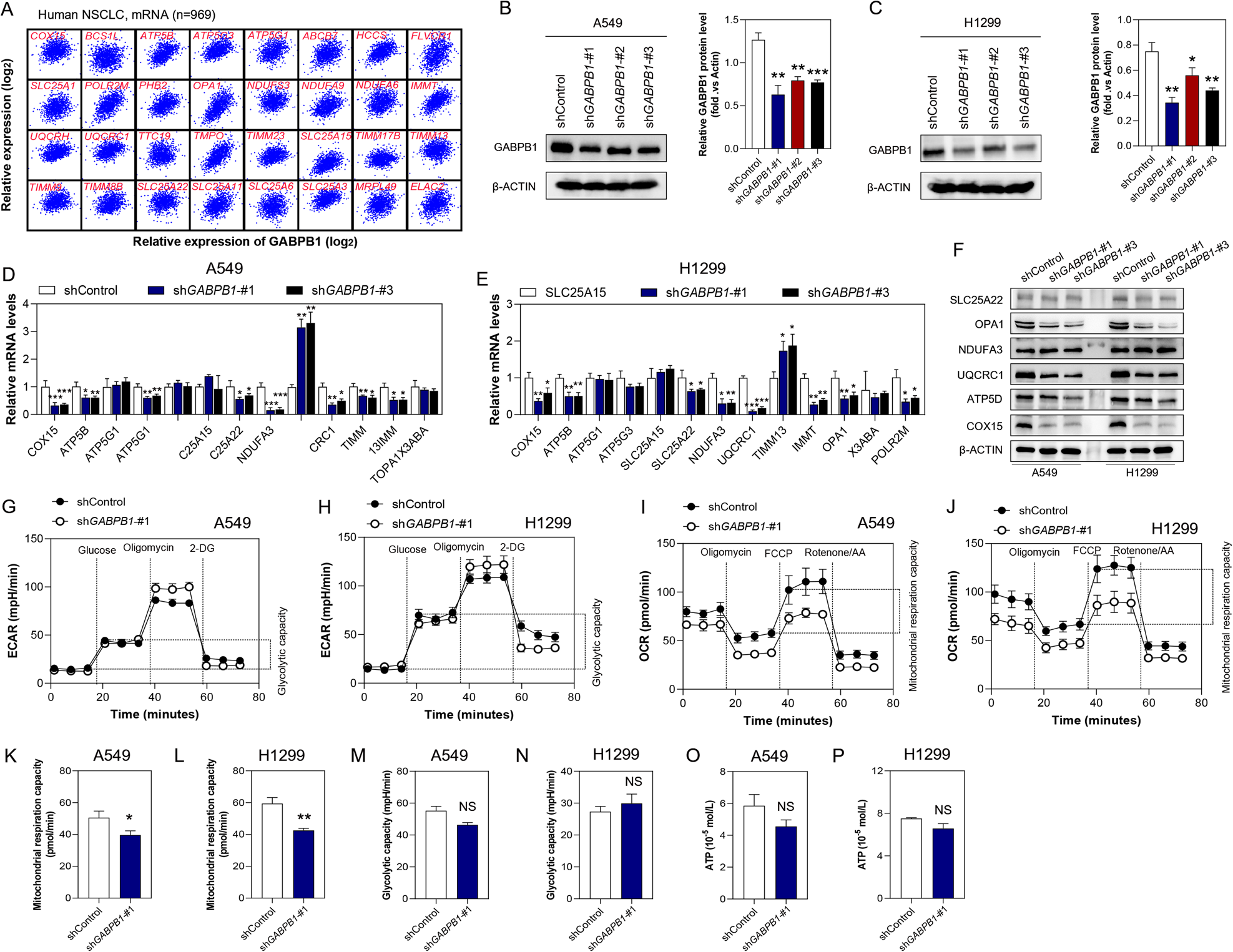 Fig. 7: GABPB1 deficiency leads to mitochondrial dysfunction.