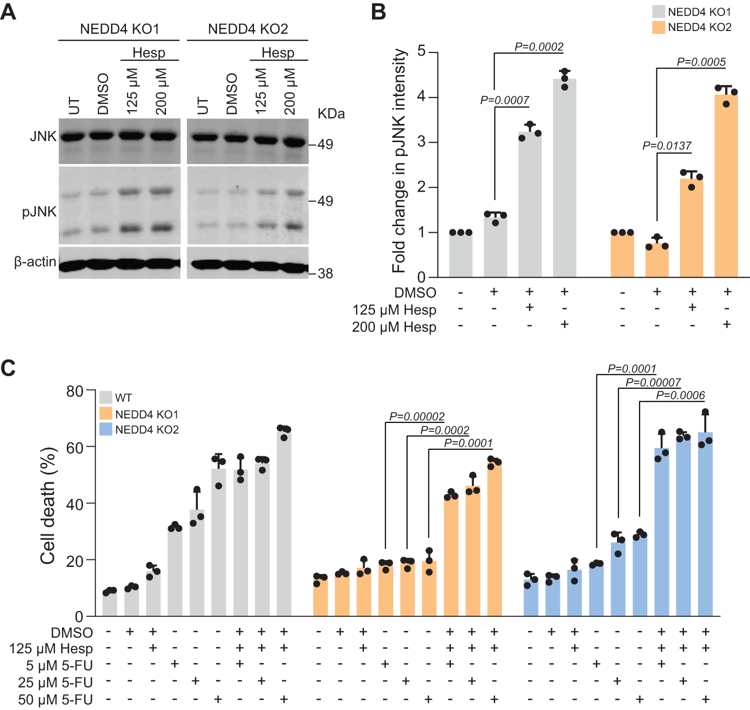 Fig. 7: JNK signalling activation sensitises CRC cells to 5-FU.