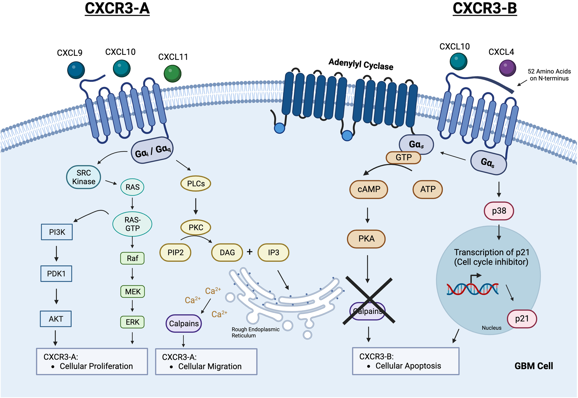 Picture of CXCR3