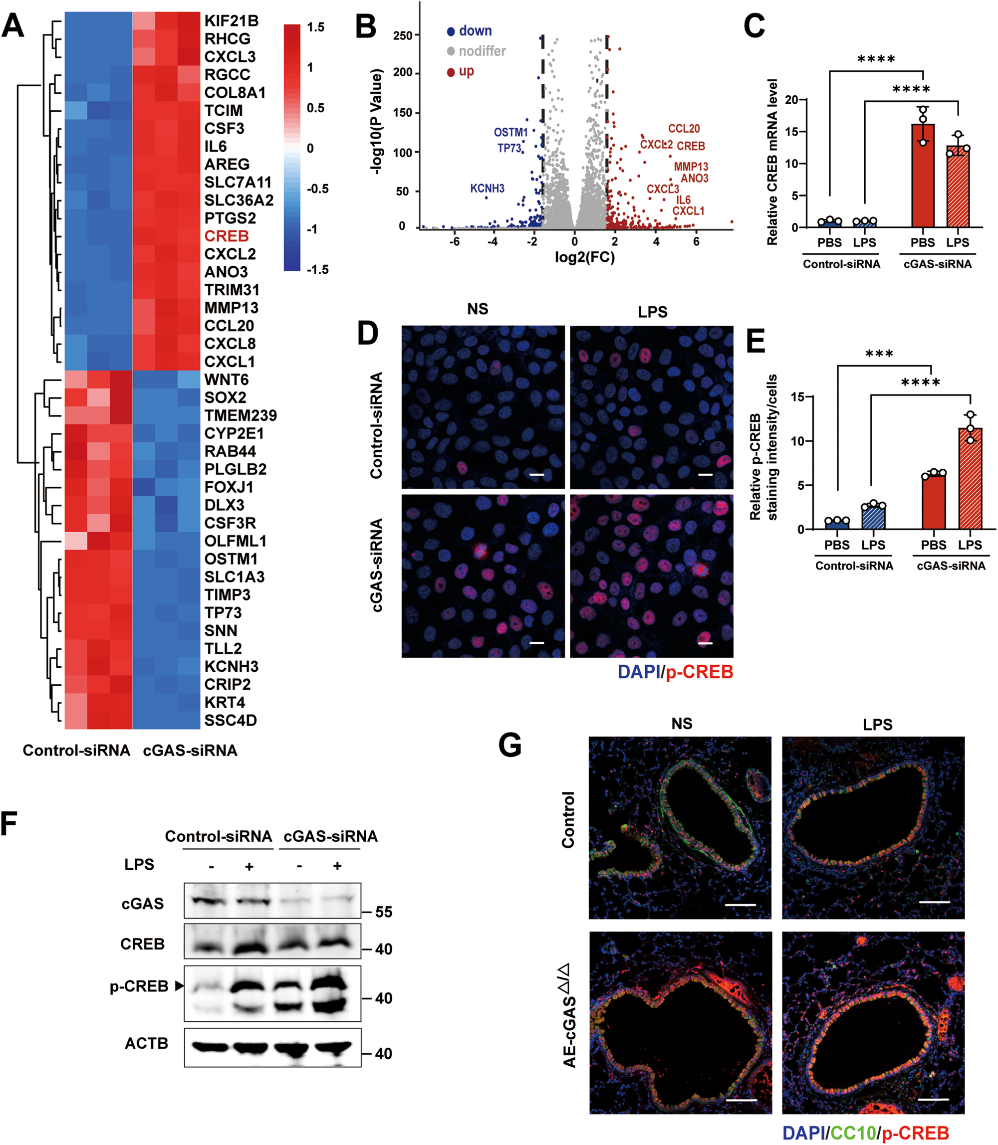 Fig. 4: cGAS deficiency increases CREB expression and phosphorylation in HBE cells.
