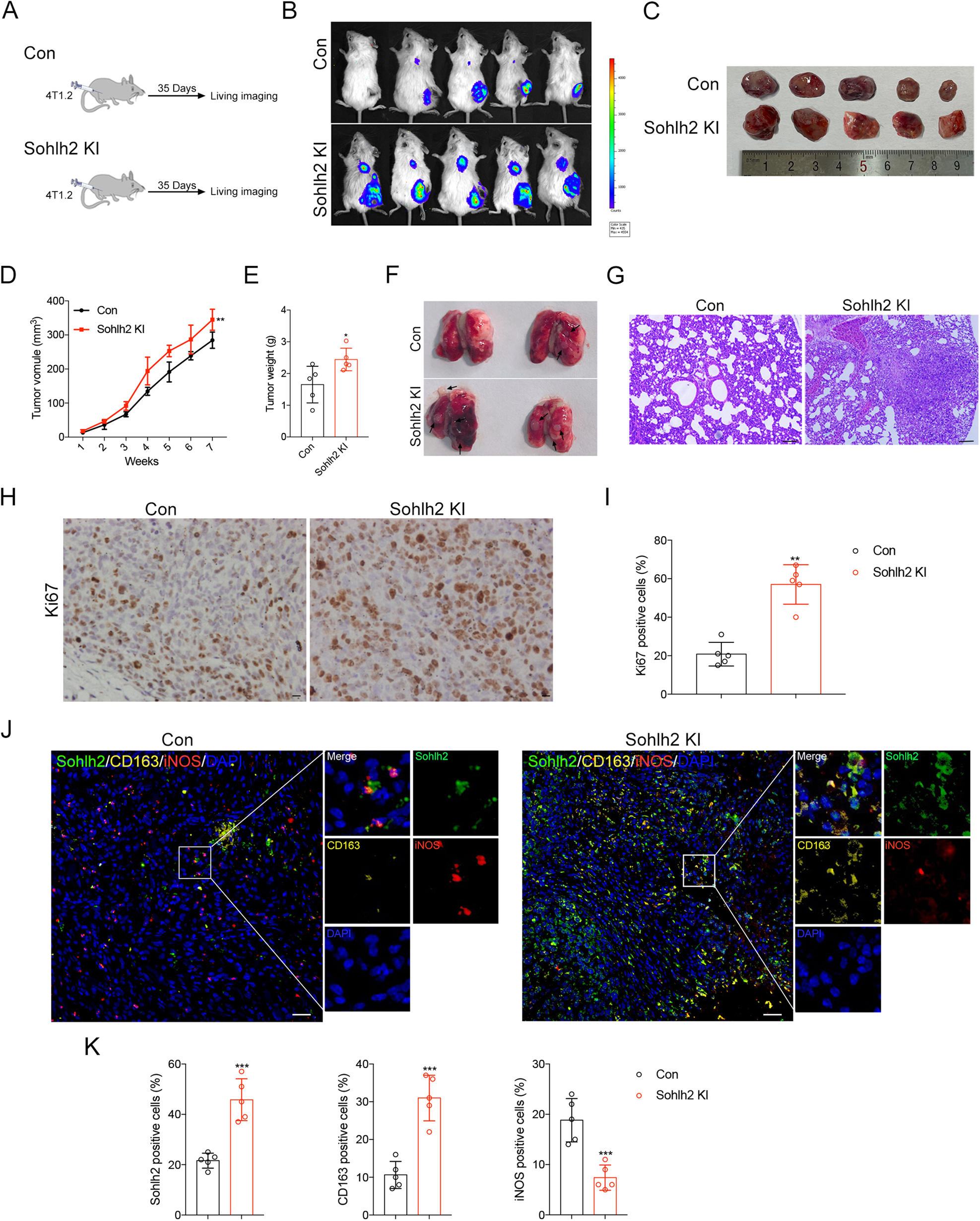 Fig. 3: Sohlh2 in M2 macrophage accelerates TNBC progression in vivo.