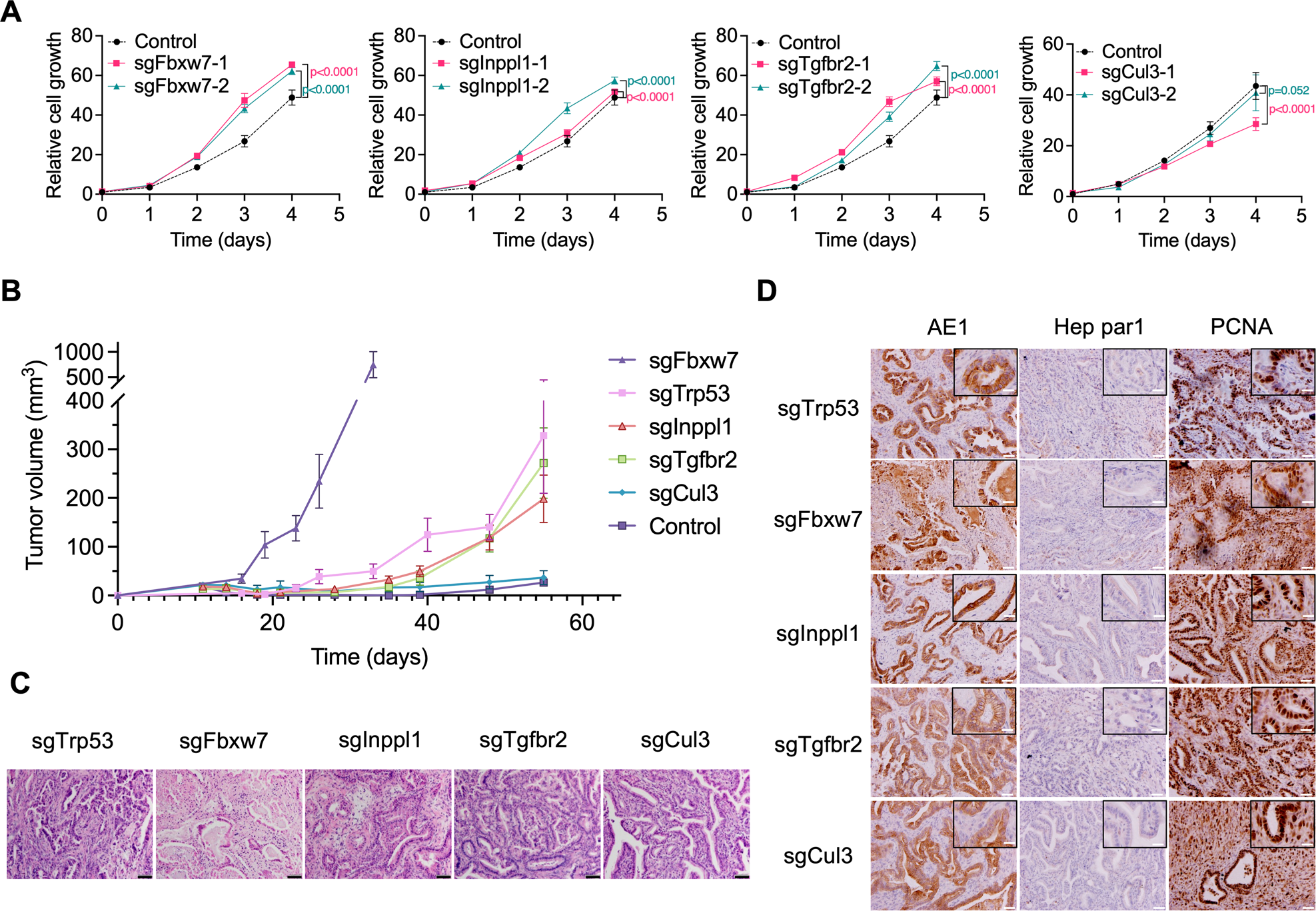 Fig. 2: The identified gene mutation promotes cancer progression in vitro and in vivo.