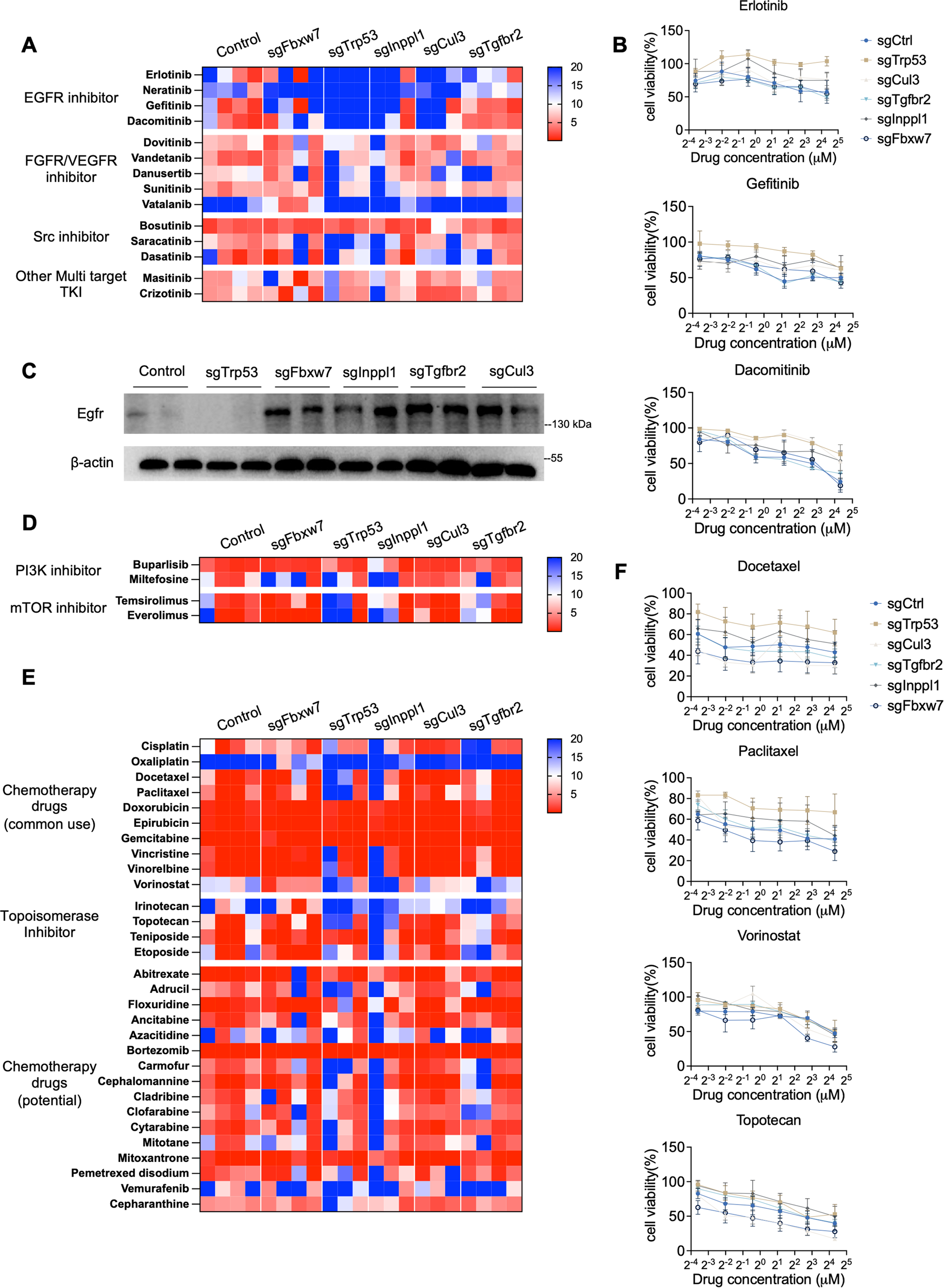 Fig. 7: Drug screening reveals potential drug therapies in CRISPR-targeted gene-mutant ICC organoids.