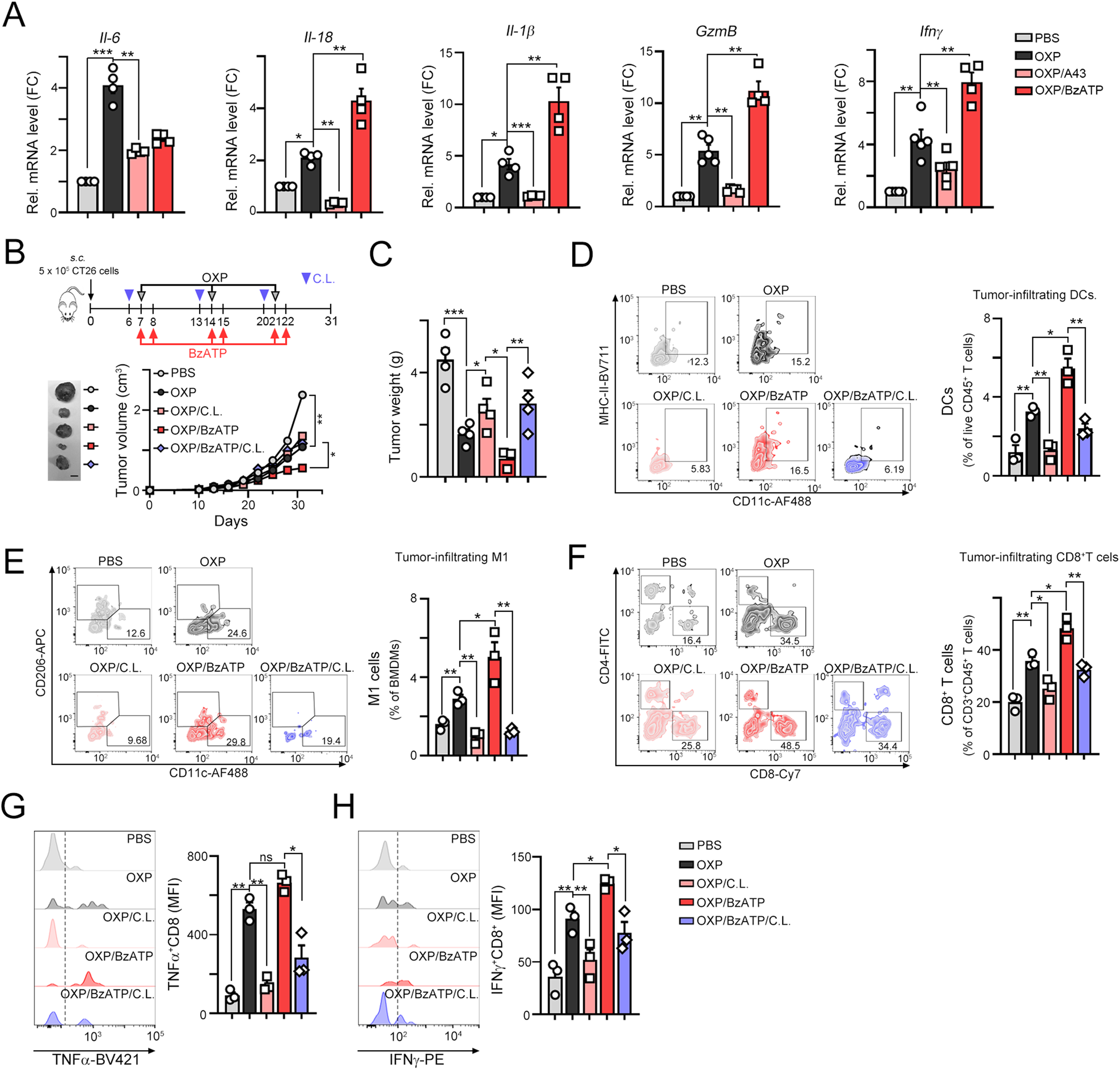 Fig. 6: The ATP mimic BzATP significantly increased the infiltration of immune cells in combination with chemotherapy.