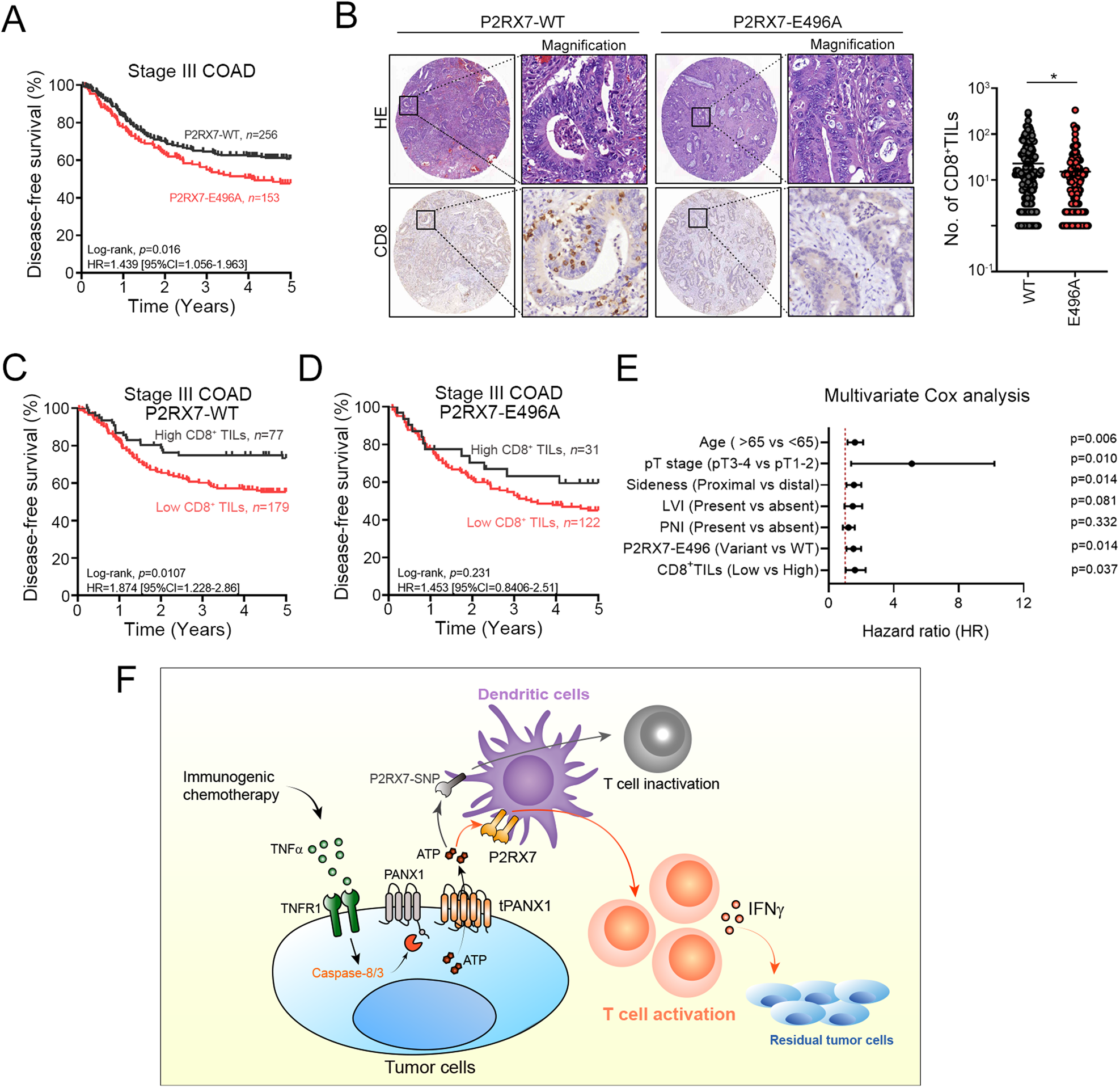 Fig. 7: High tumor PANX1 expression and wild-type P2RX7 expression were associated with high infiltration of cytotoxic T lymphocytes and favorable survival outcomes in CRC patients who received adjuvant chemotherapy.