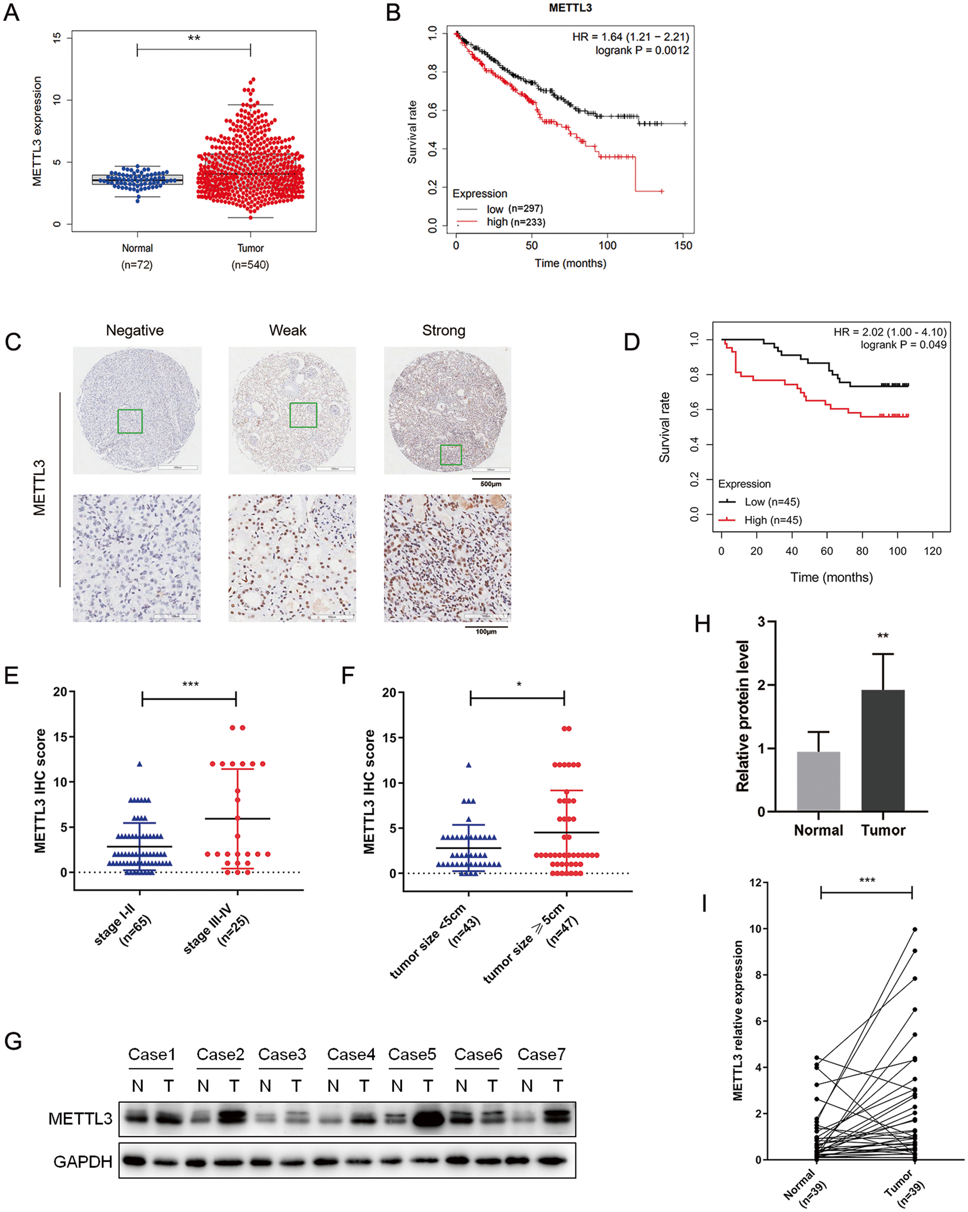 Fig. 1: Upregulated METTL3 predicts poor survival in RCC patients.