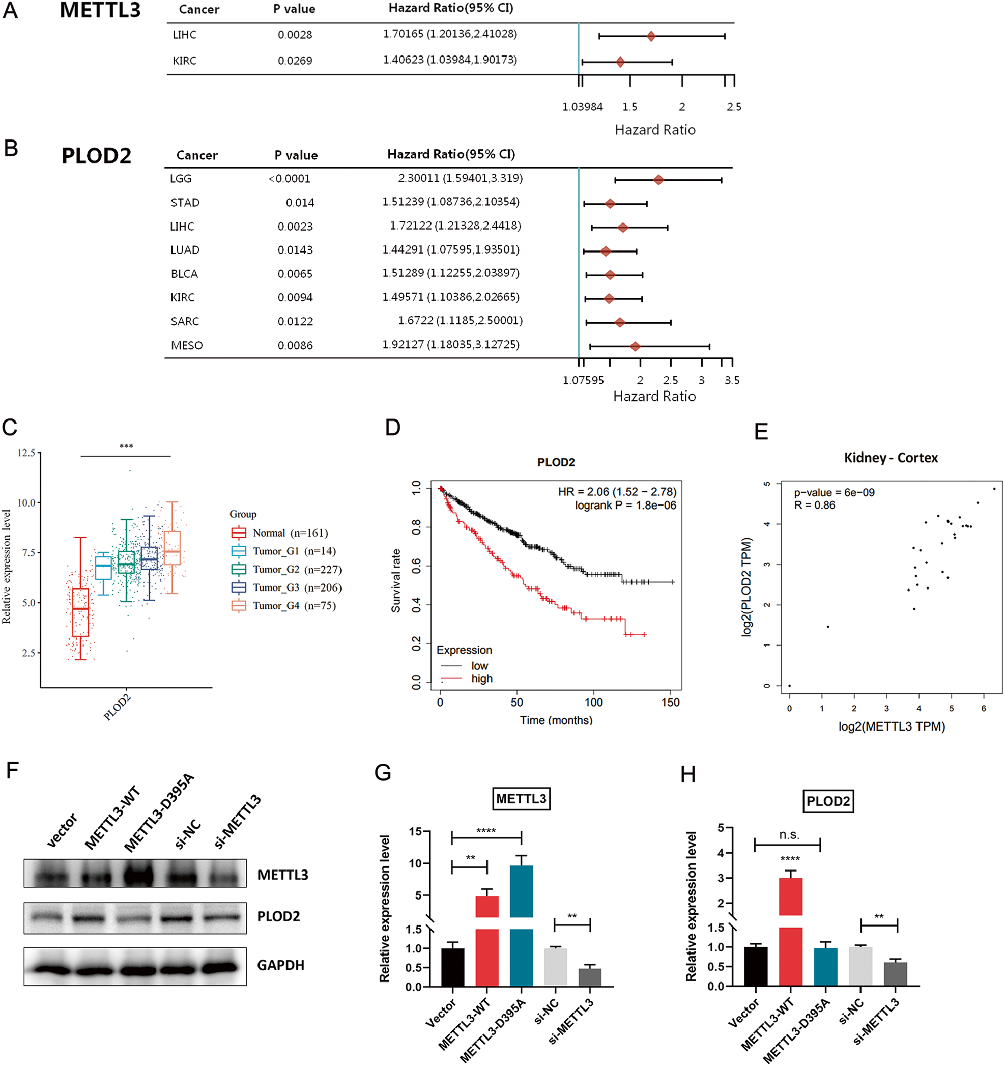 Fig. 3: Pan-cancer analysis of METTL3 and PLOD2 gene.
