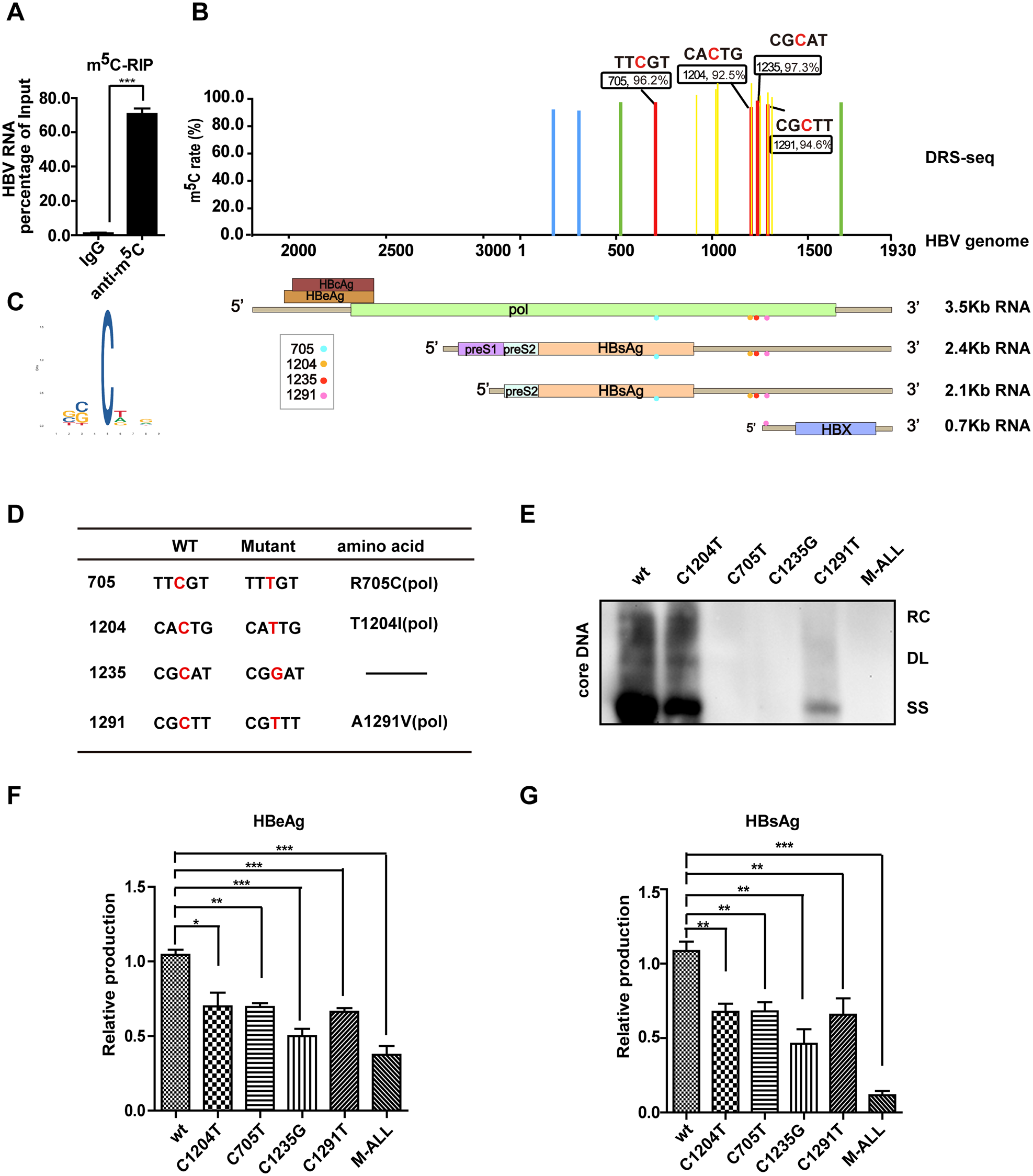 Fig. 1: Identification of m5C in HBV mRNA essential for viral replication.