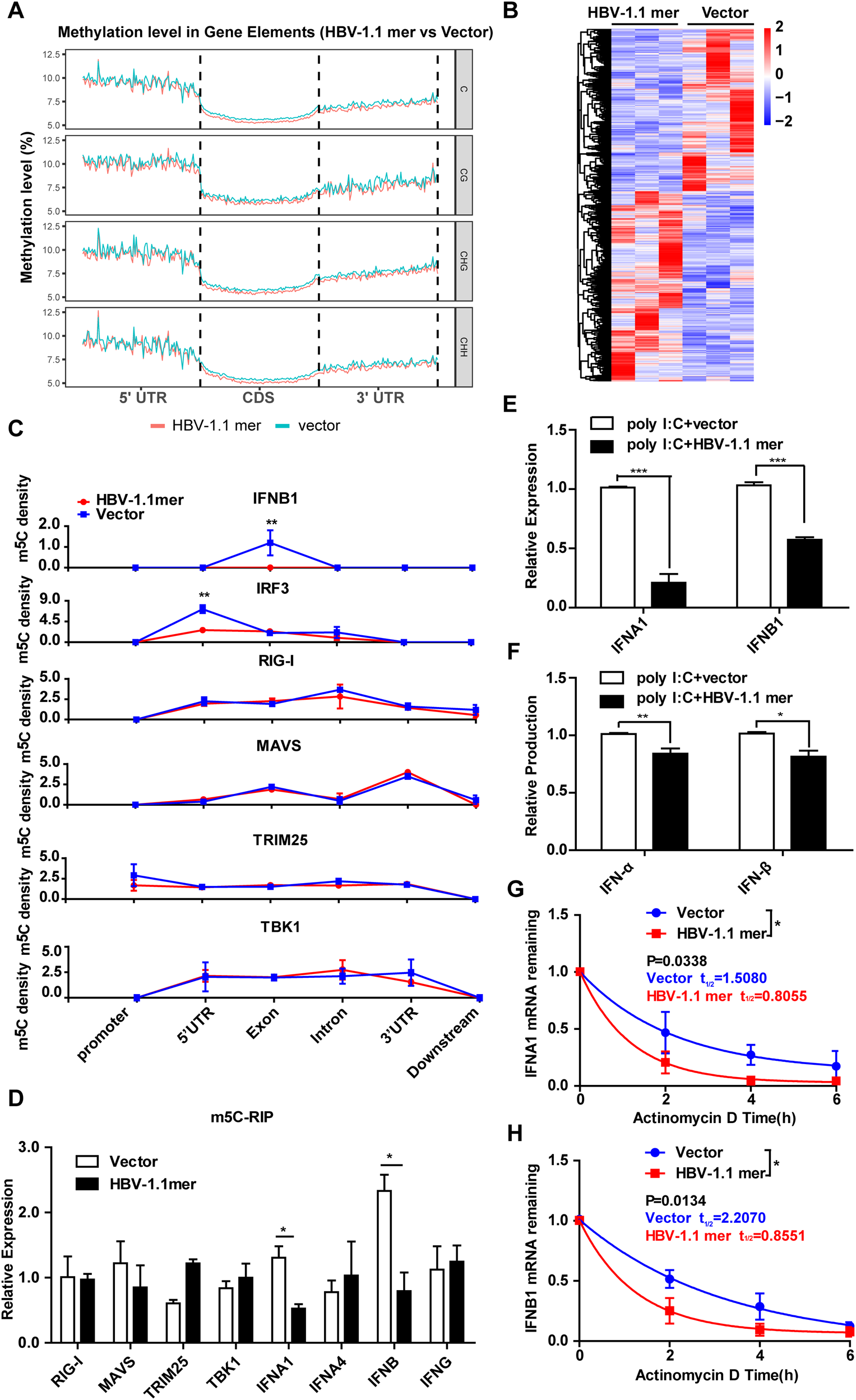 Fig. 5: HBV infection decreases m5C level in IFN-related genes.