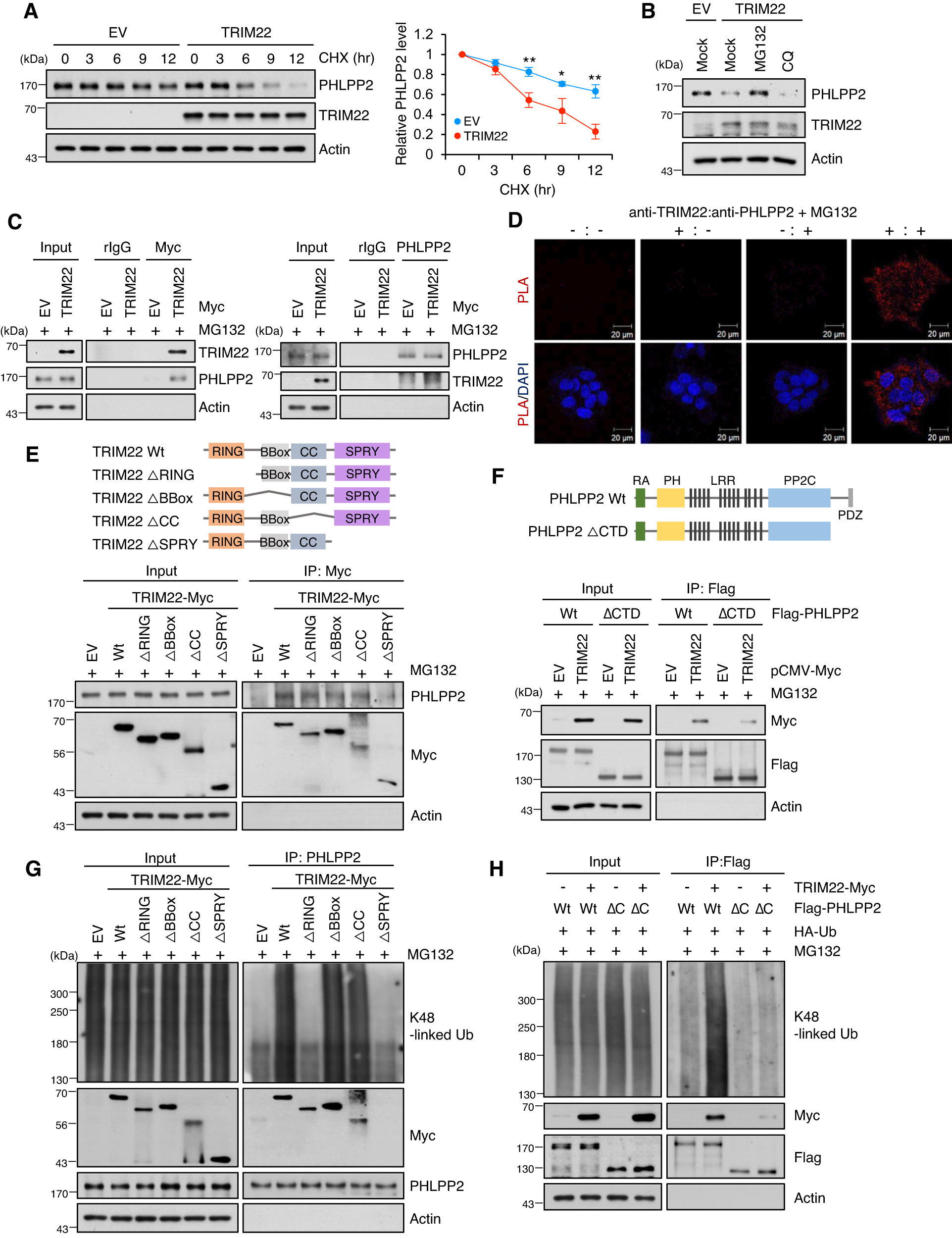 Fig. 3: TRIM22 directly binds to PHLPP2 and induces its ubiquitin-mediated degradation.