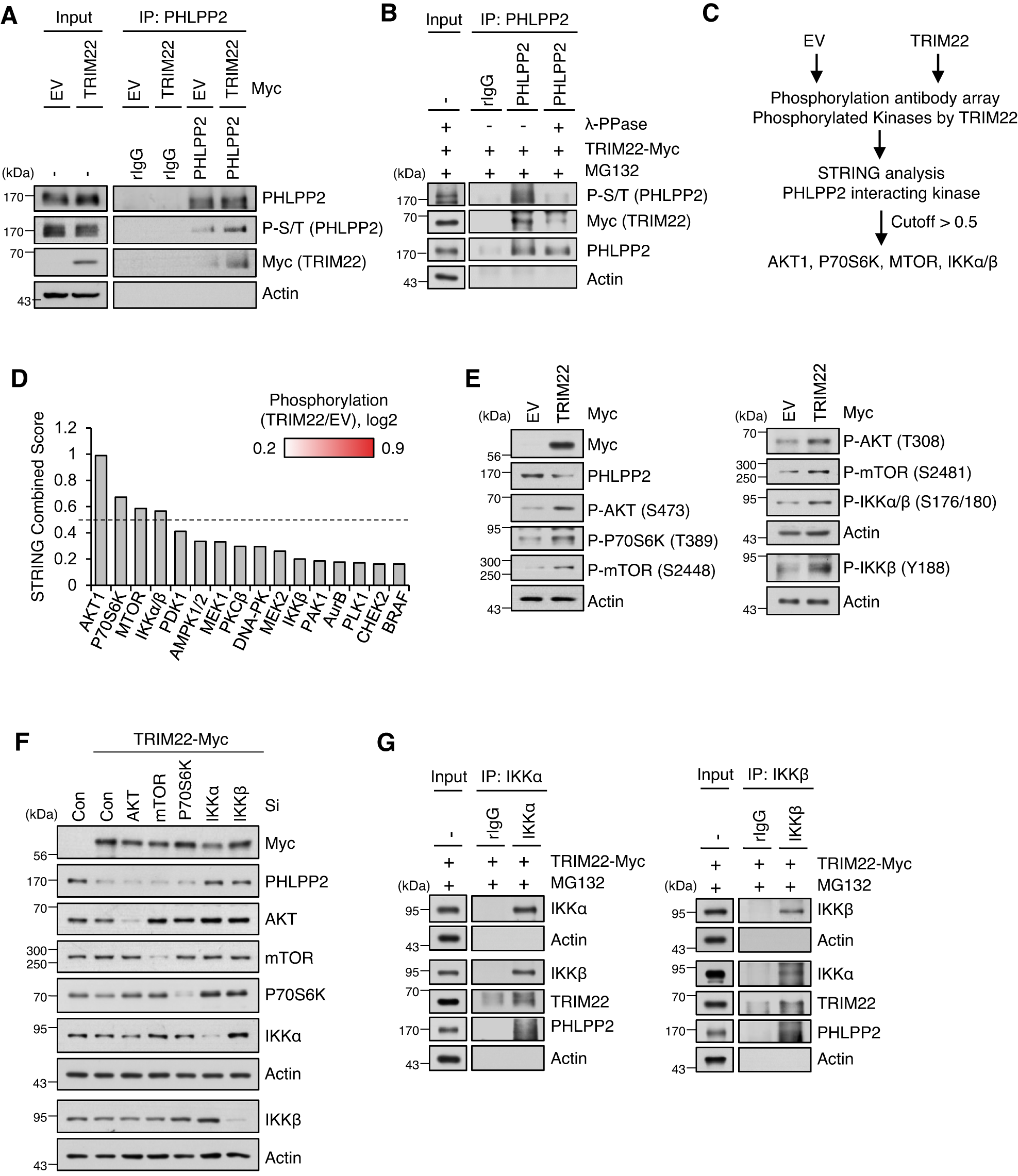 Fig. 4: PHLPP2 is regulated by IKKα and IKKβ in TRIM22-overexpressed cells.