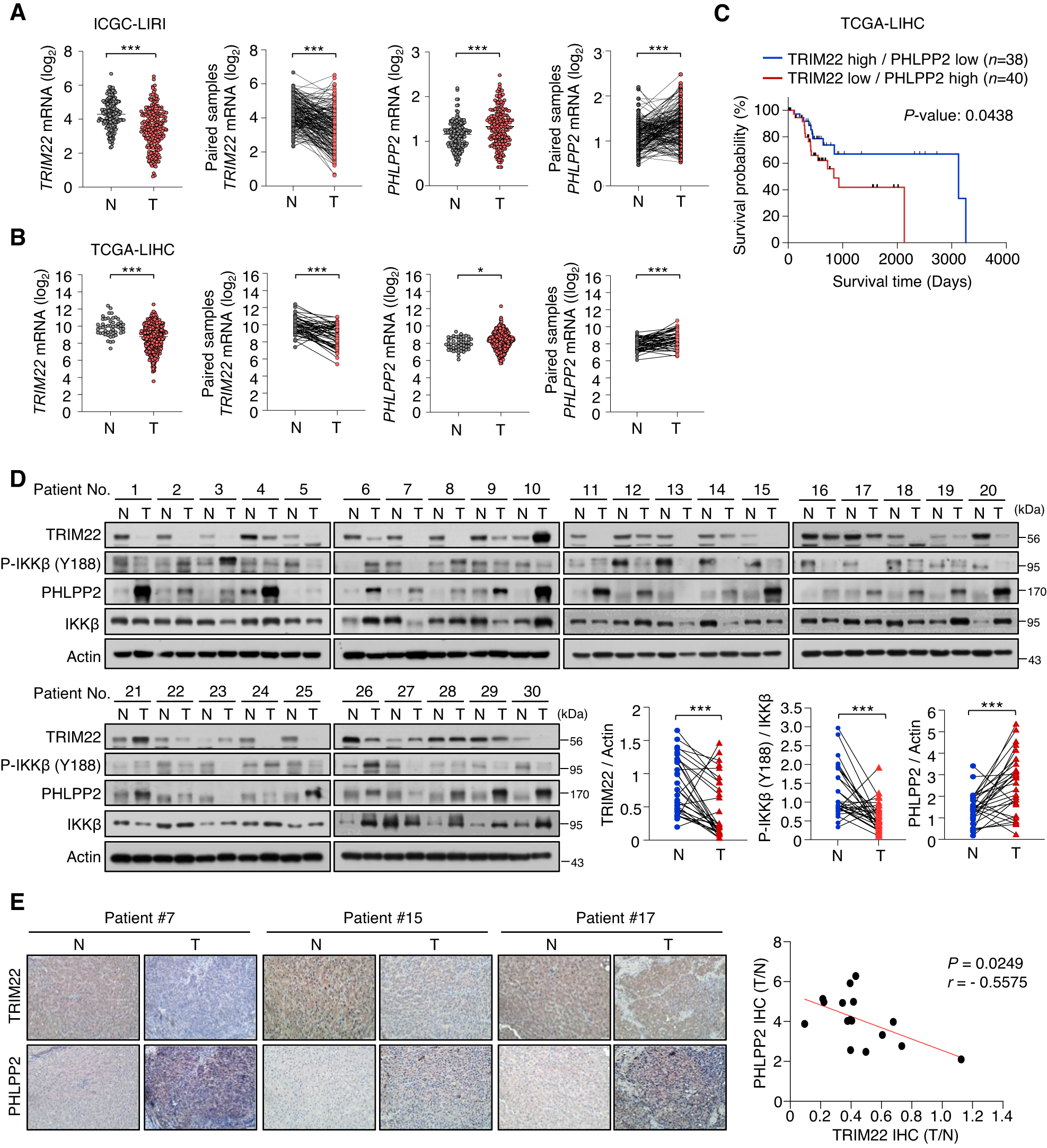 Fig. 6: TRIM22 and PHLPP2 levels are inversely correlated in HCC and paired normal patient tissues.