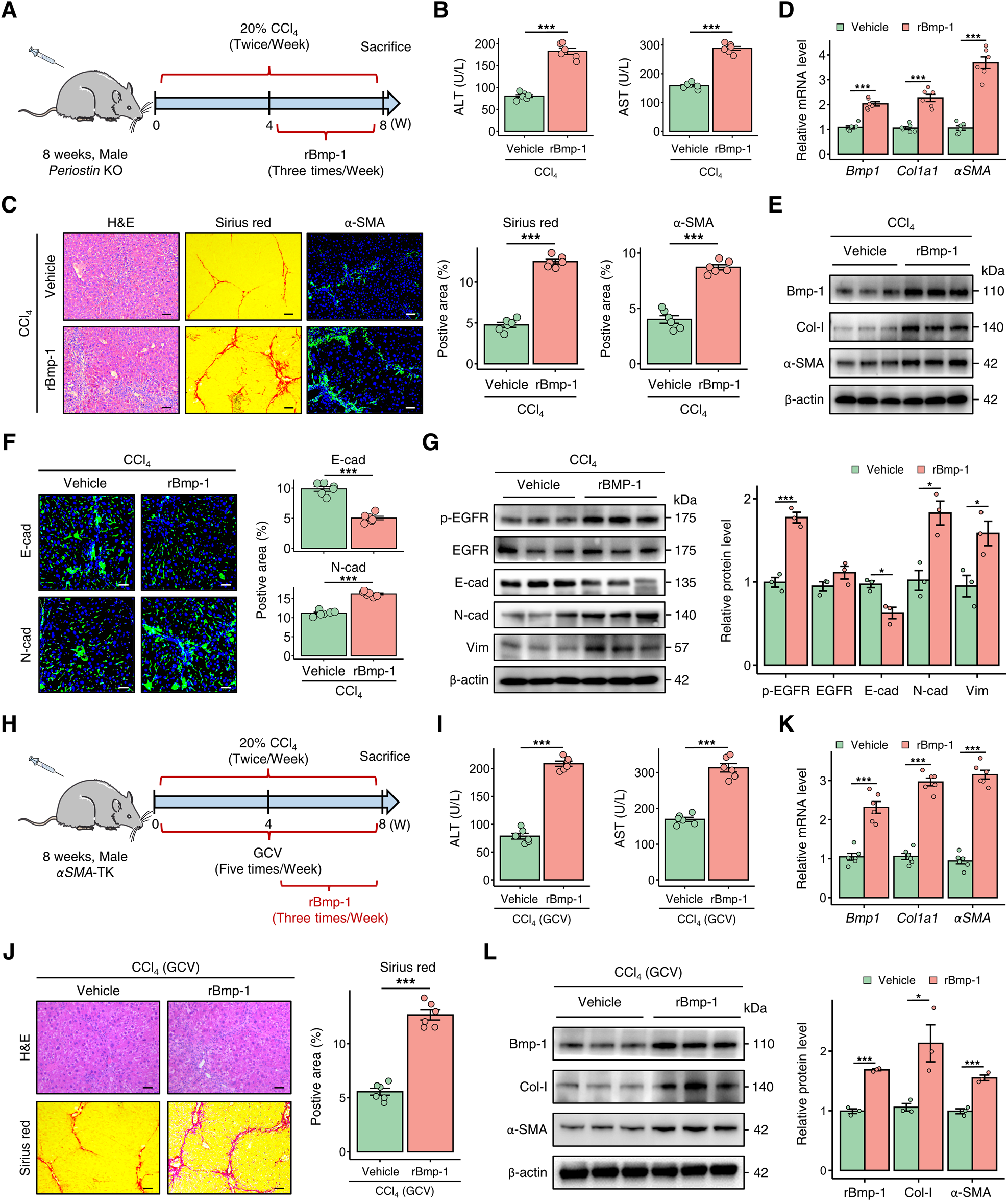 Fig. 7: Bmp-1 plays a crucial role in the progression of liver fibrosis in mice.