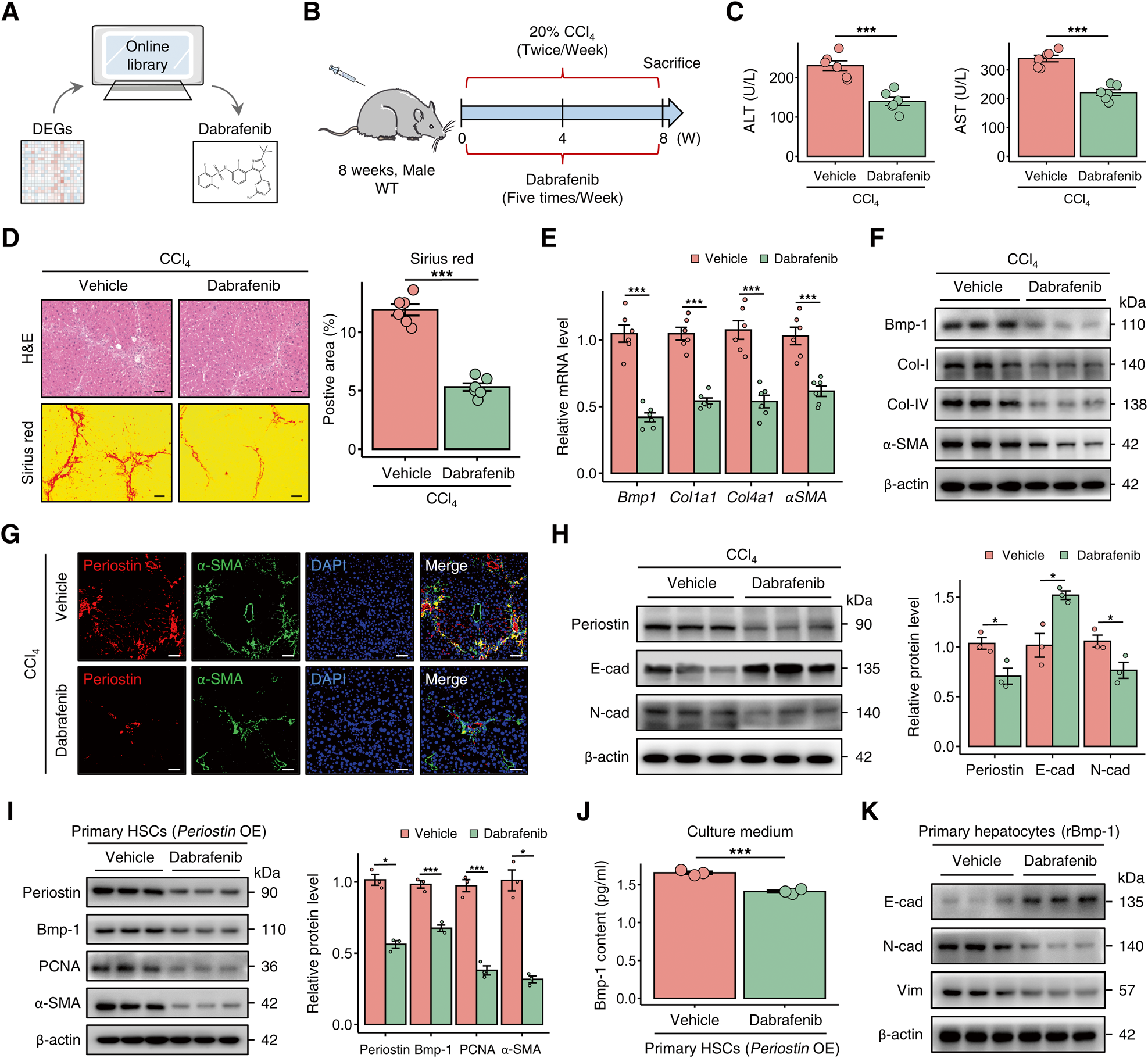 Fig. 8: Dabrafenib alleviates liver fibrosis by targeting Periostin.
