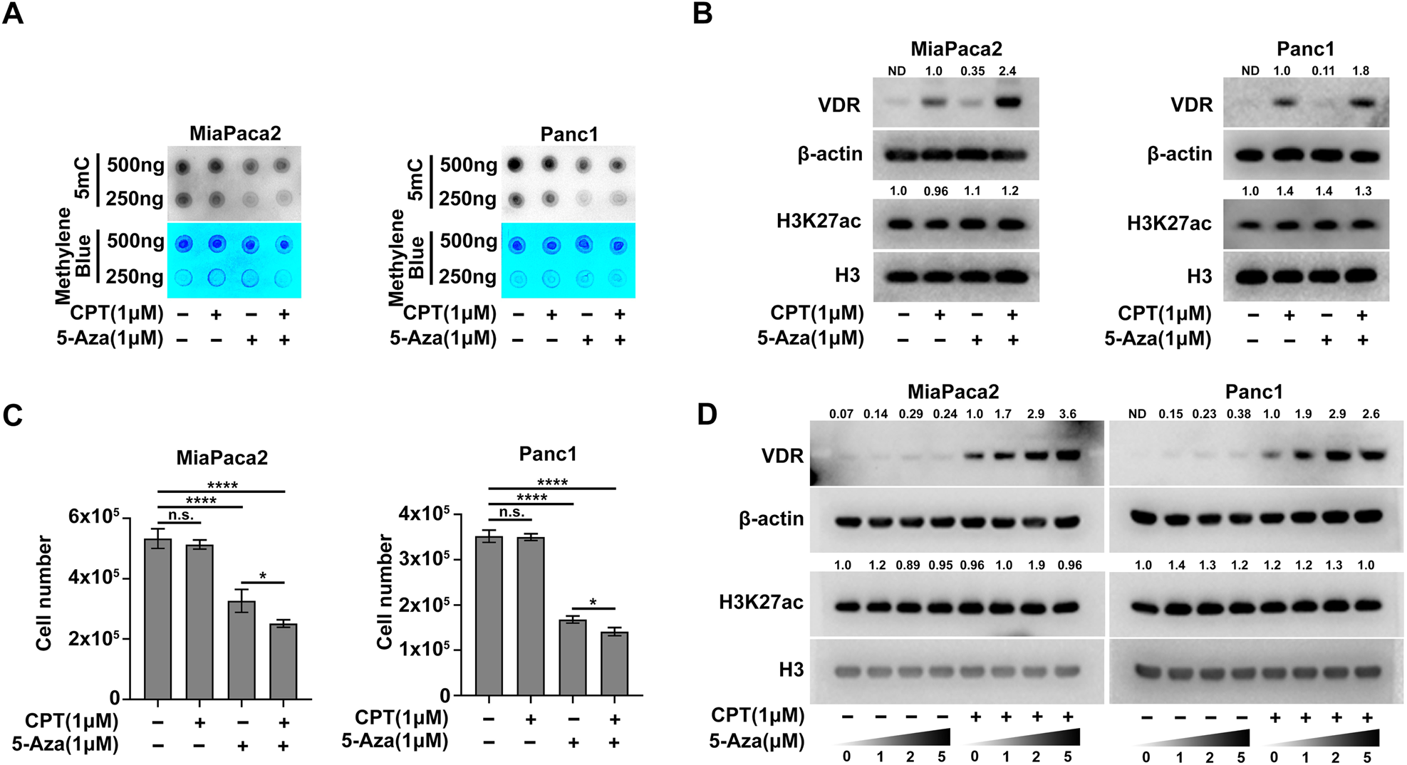 Fig. 2: 5-Aza elevates VDR expression by decreasing global DNA methylation in human PDAC cells.