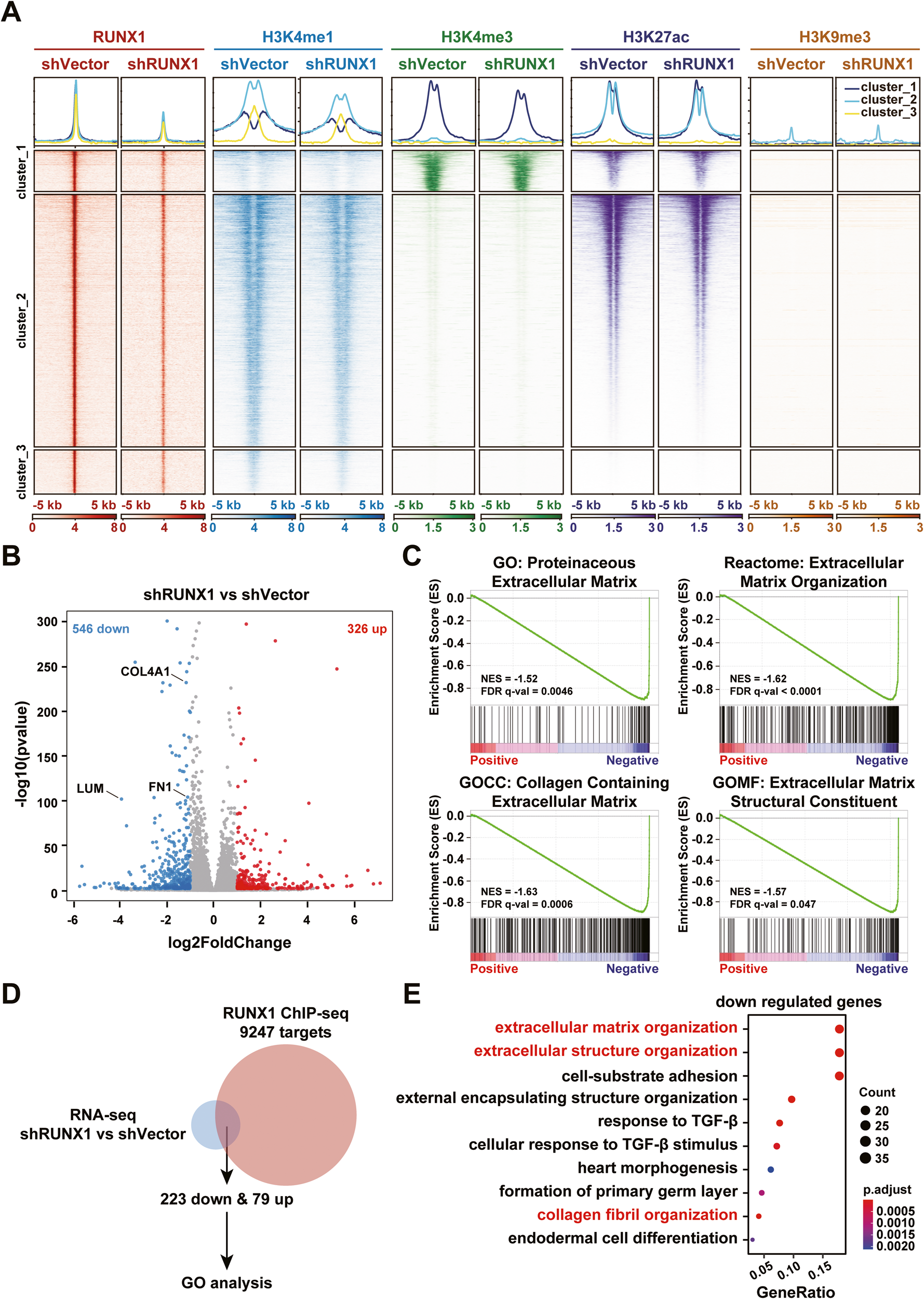 Fig. 1: RUNX1 regulates the expression of ECM-related genes in GBM.