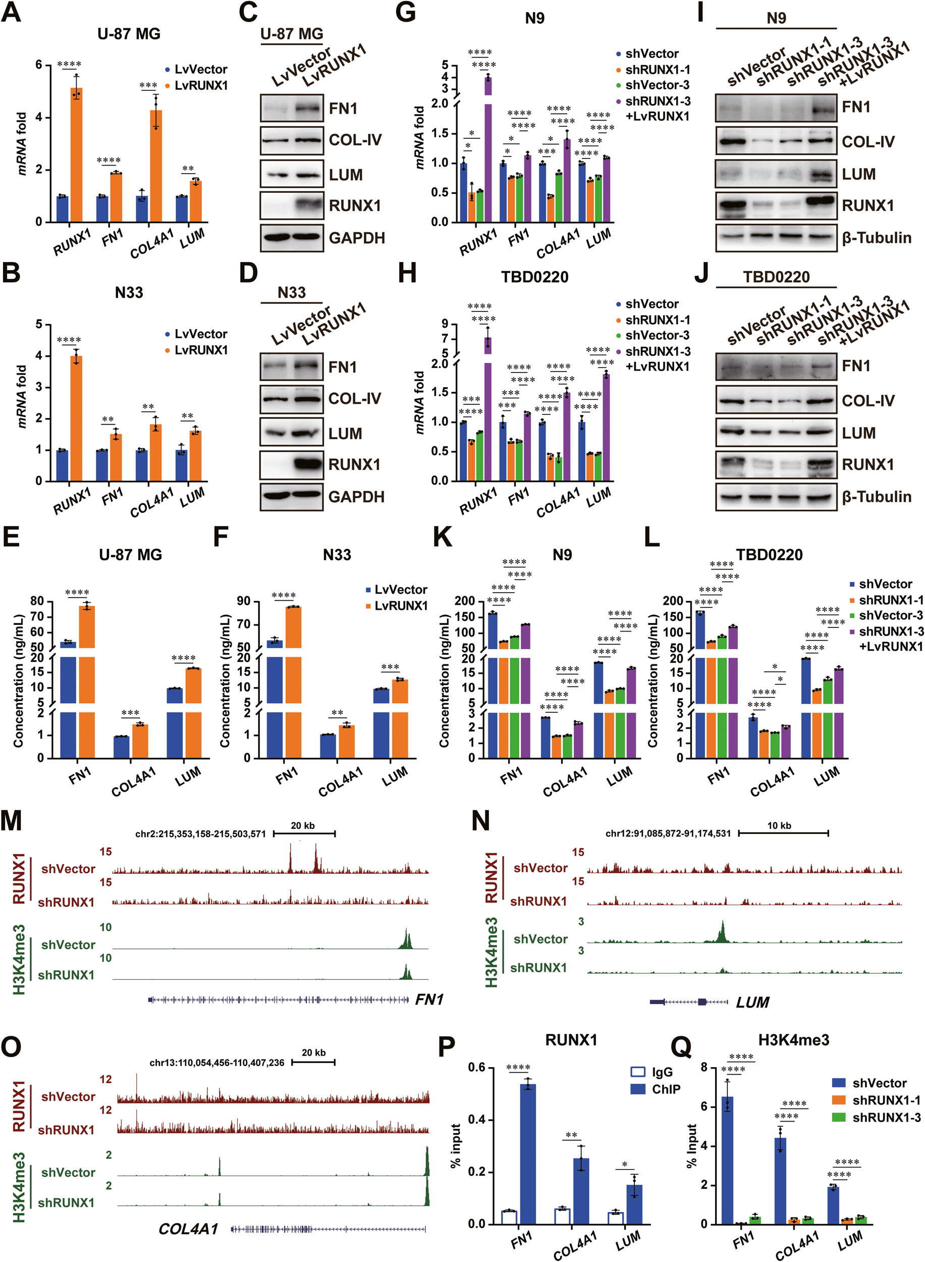 Fig. 2: RUNX1 induces the expression of FN1, COL4A1, and LUM in GBM.