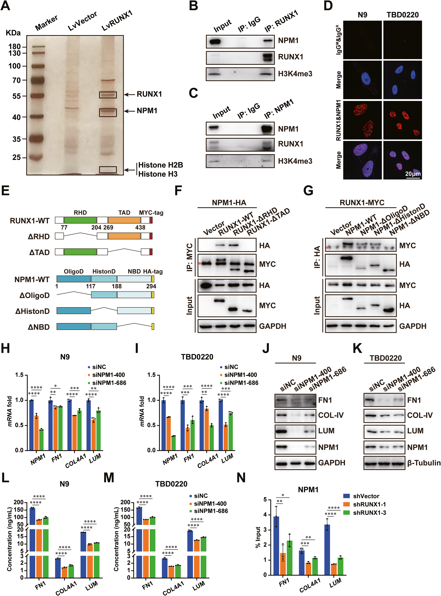 Fig. 3: RUNX1 interacts with NPM1 for promoting the expression of ECM-associated genes.