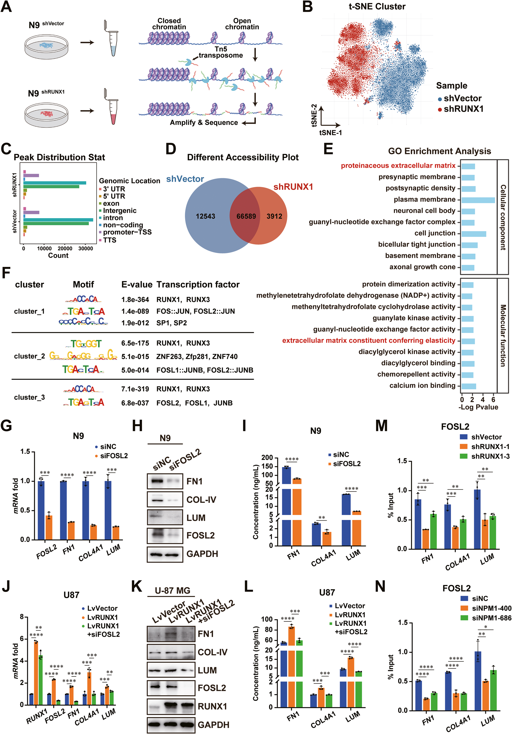 Fig. 4: RUNX1 interacts with NPM1 to allow the chromatin accessibility and promote FOSL2-mediated expressions of ECM-related genes.