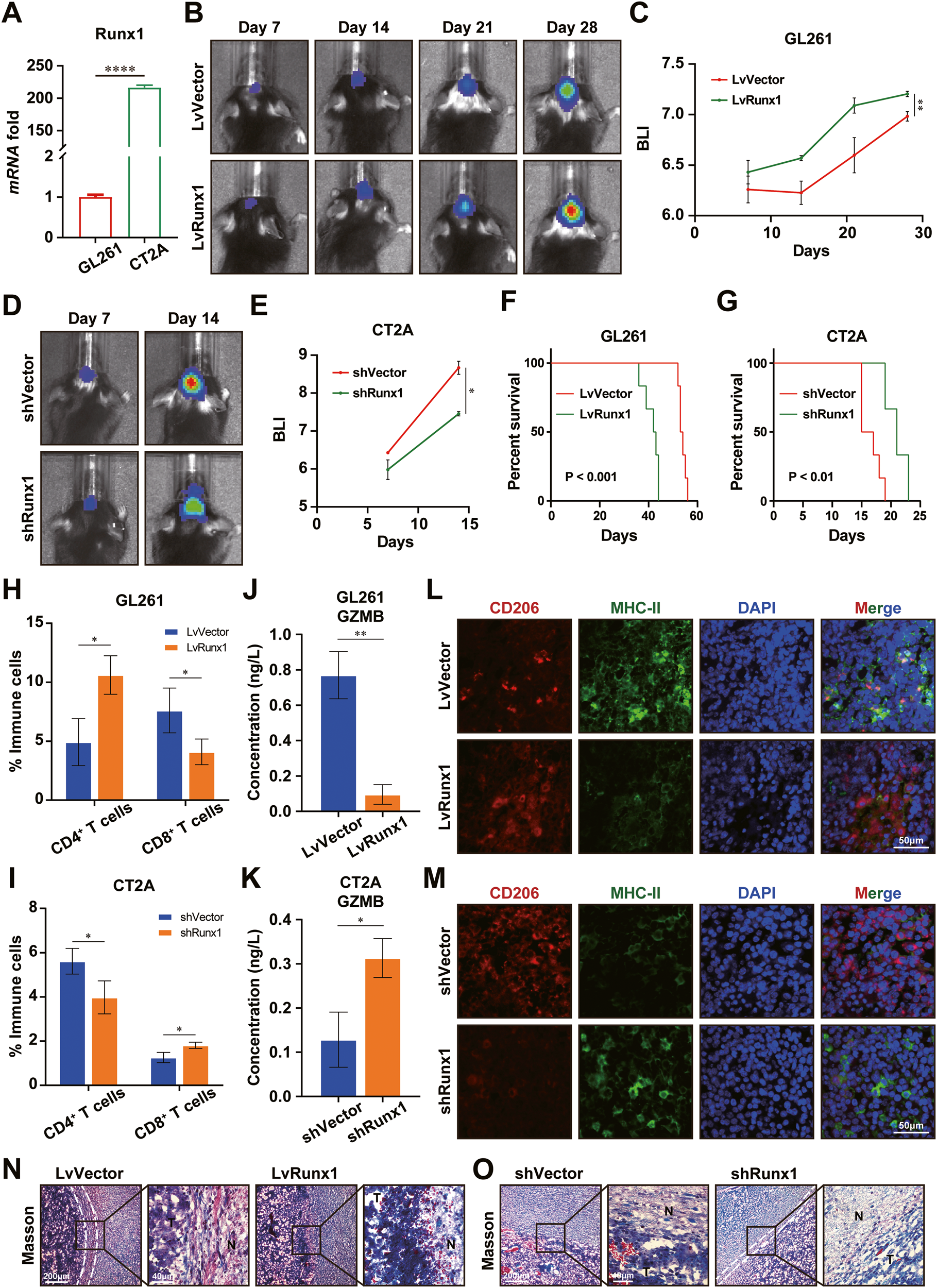 Fig. 6: RUNX1-mediated ECM remodeling promotes tumor growth and immunosuppressive microenvironment in GBM.
