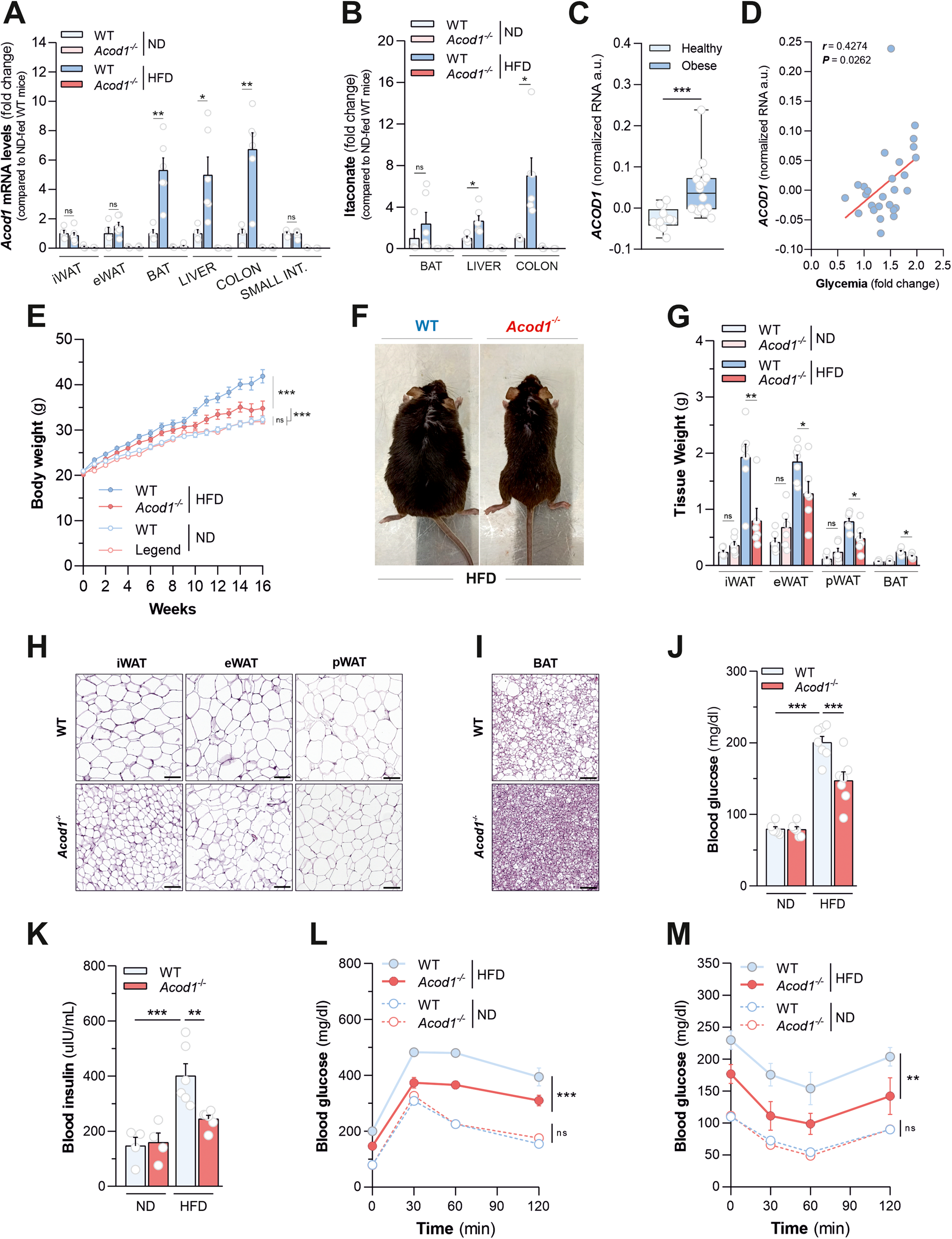 ACOD1 deficiency offers protection in a mouse model of diet-induced obesity by maintaining a healthy gut microbiota | Cell Death & Disease acod1-deficiency-offers-protection-in-a-mouse-model-of-diet-induced-obesity-by-maintaining-a-healthy-gut-microbiota-cell-death-disease