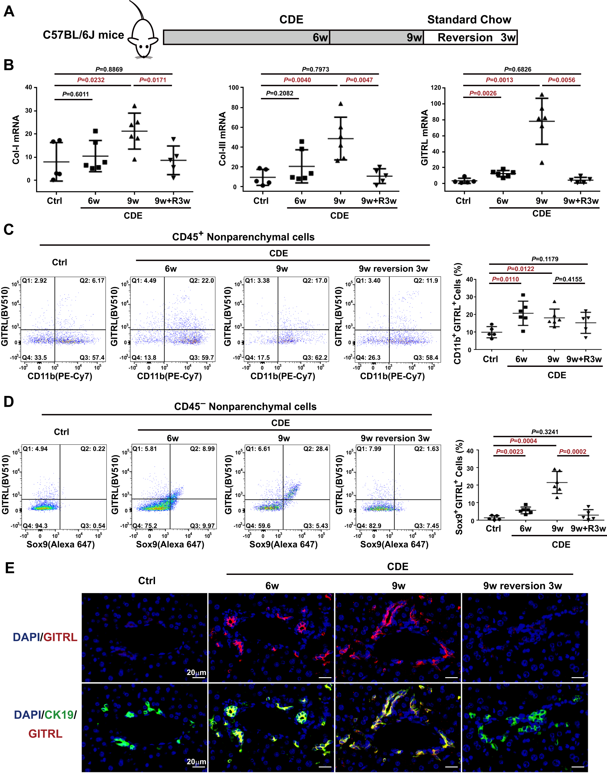 Fig. 2: The proportion of Sox9+GITRL+ liver progenitor cells increased after CDE exposure and decreased after recovery.