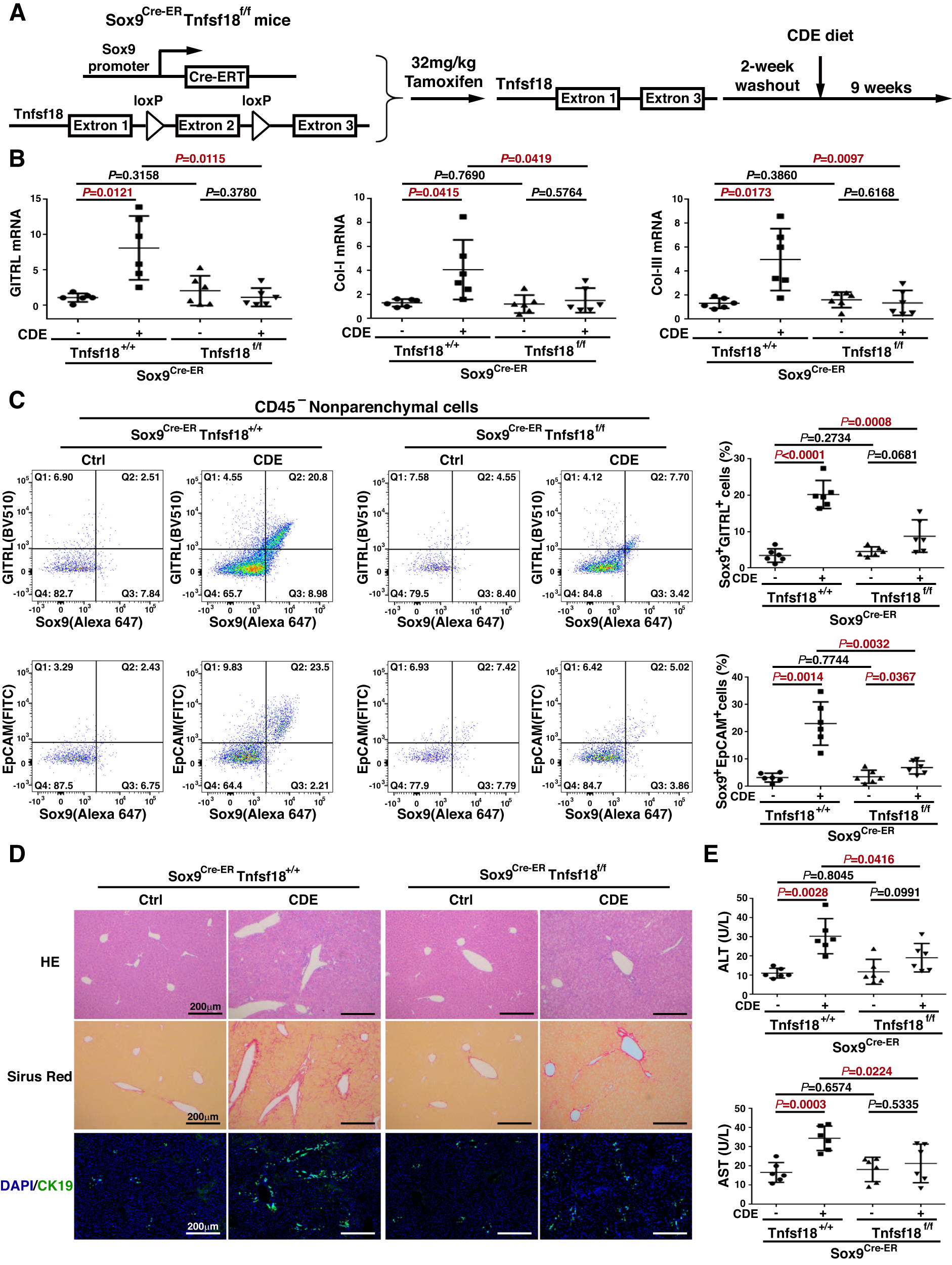 Fig. 3: Knocking out GITRL in liver progenitor cells reduced liver inflammation, fibrosis and ductular reaction.