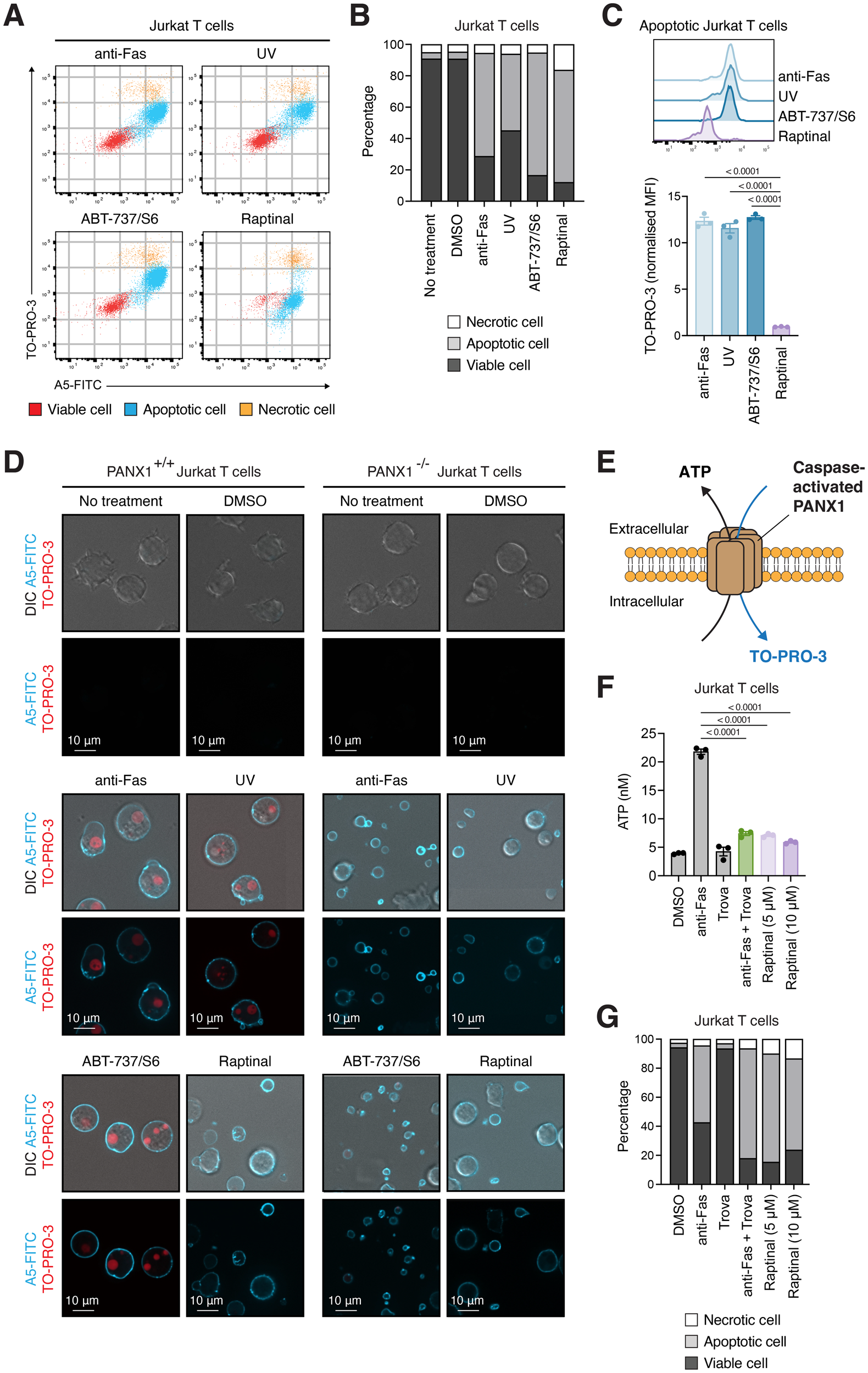 the-small-molecule-raptinal-can-simultaneously-induce-apoptosis-and-inhibit-panx1-activity-cell-death-disease