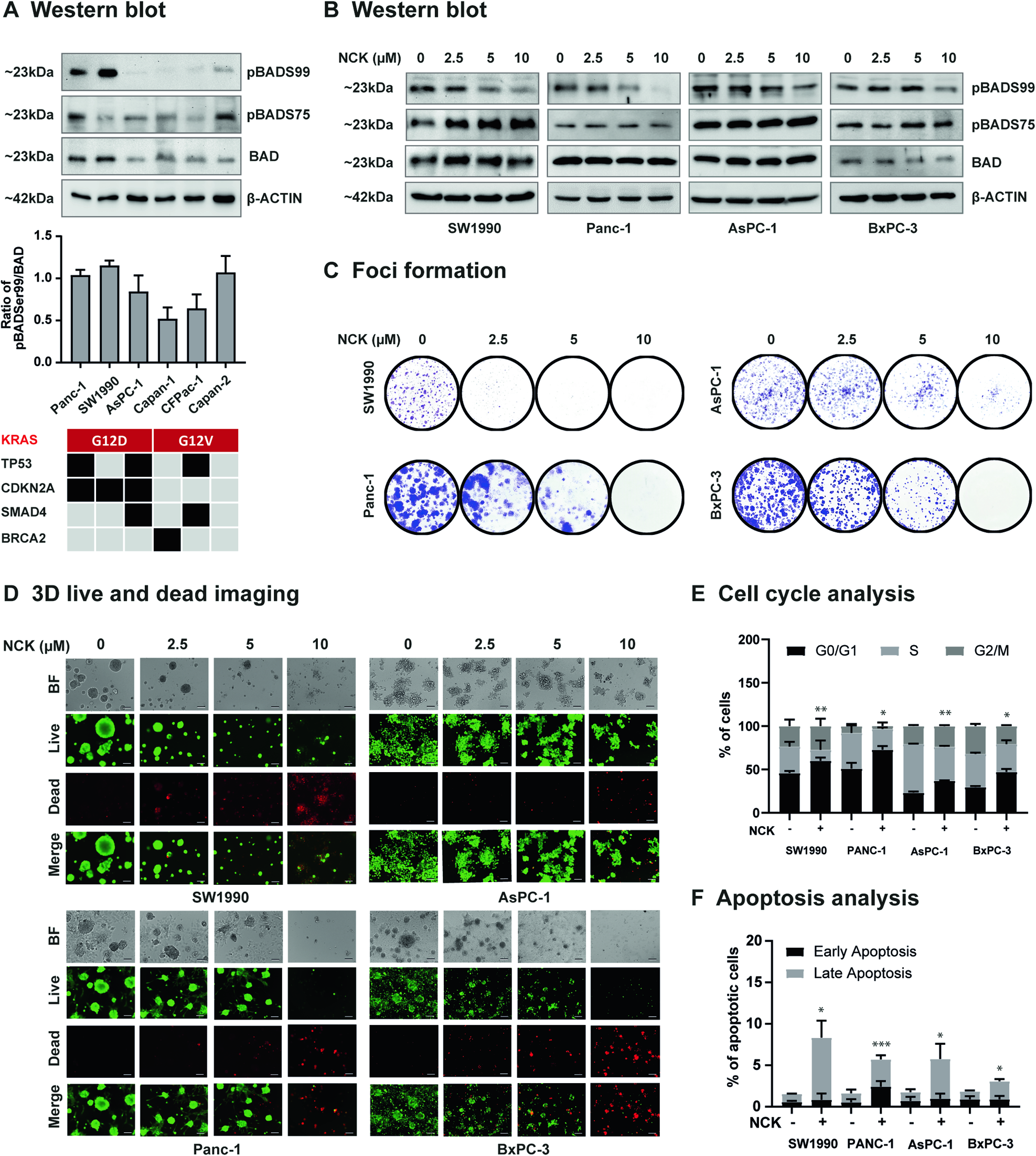 Fig. 2: Pharmacological inhibition of pBADS99 in PDAC cells induces G0/G1 cell cycle arrest and promotes apoptotic cell death.