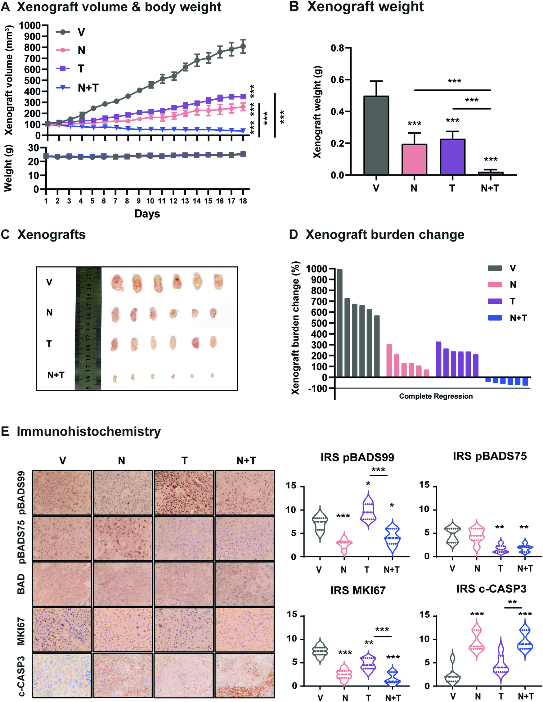 Fig. 7: Combined NCK-Trametinib treatment suppresses the growth of KRASG12D-mutant PDAC SW1990 xenografts.