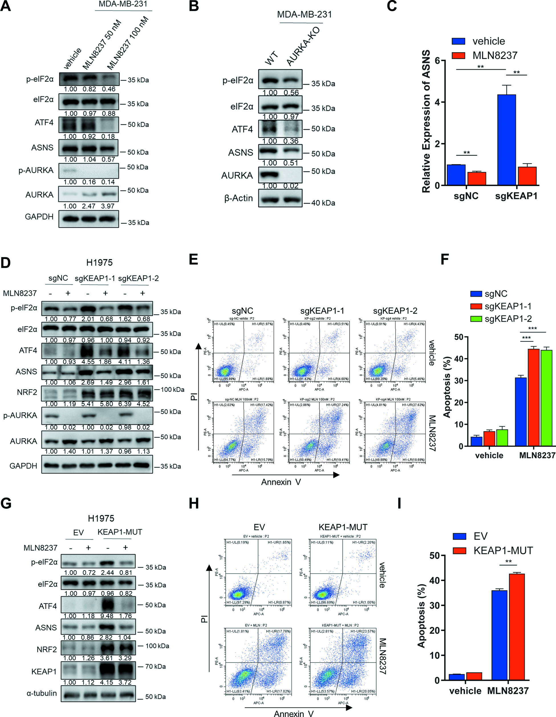 Fig. 4: KEAP1 deficiency intensifies AURKA inhibition-mediated eIF2α-ATF4-ASNS pathway downregulation and apoptosis.
