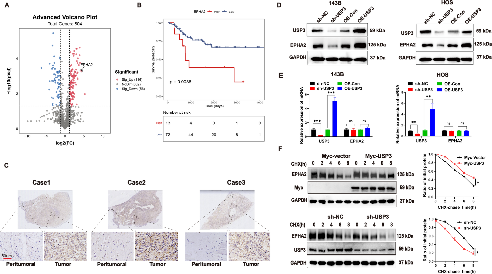 Fig. 3: USP3 promotes the stabilization of EPHA2 protein.
