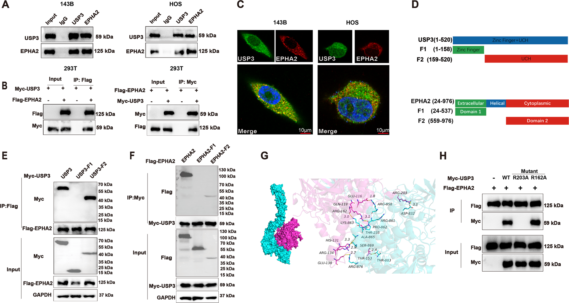 Fig. 4: USP3 interacts with EPHA2.