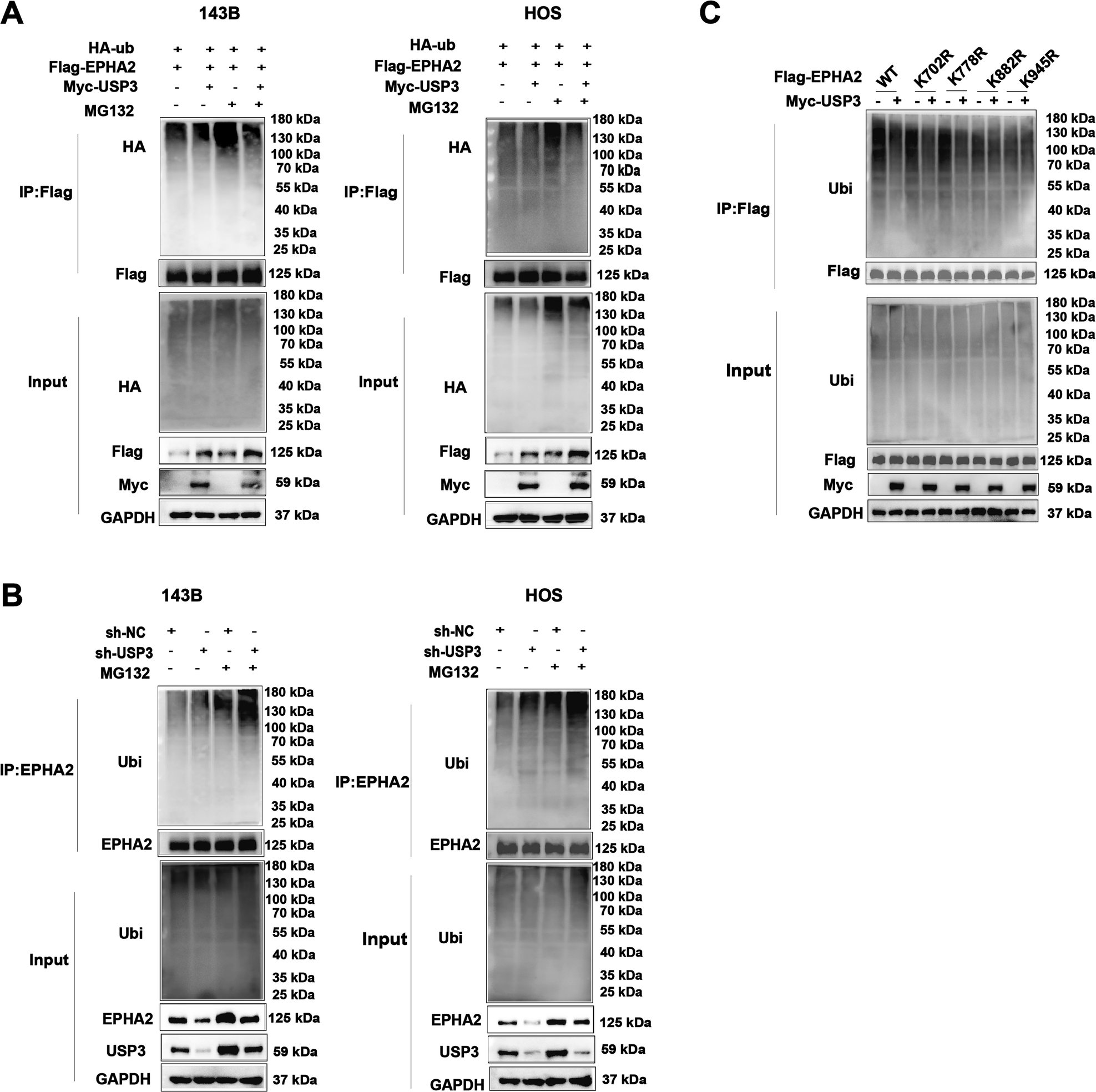 Fig. 5: USP3 deubiquitylates EPHA2.