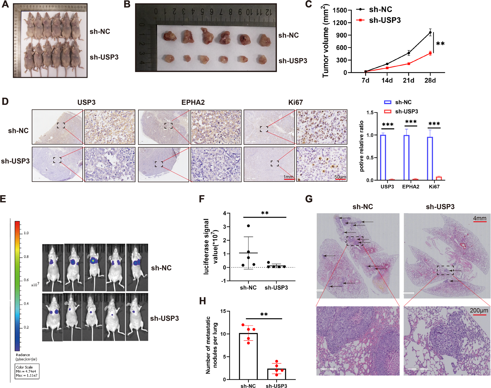 Fig. 7: Downregulation of USP3 inhibits the growth and invasion of OS in vivo.