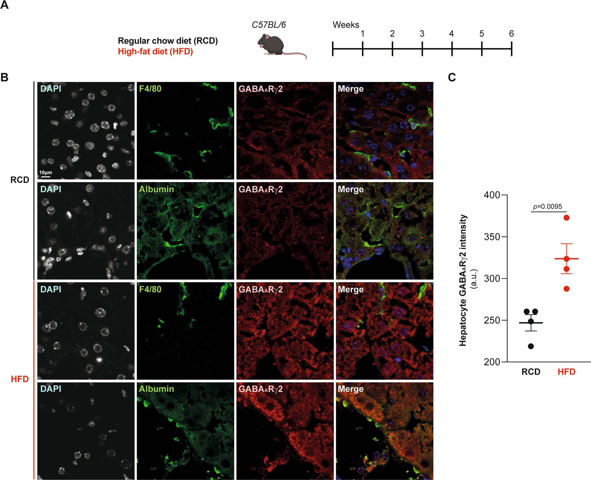 Fig. 2: Hepatocyte-specific GABAARγ2 upregulation in response to obesogenic diets determined by immunofluorescence.