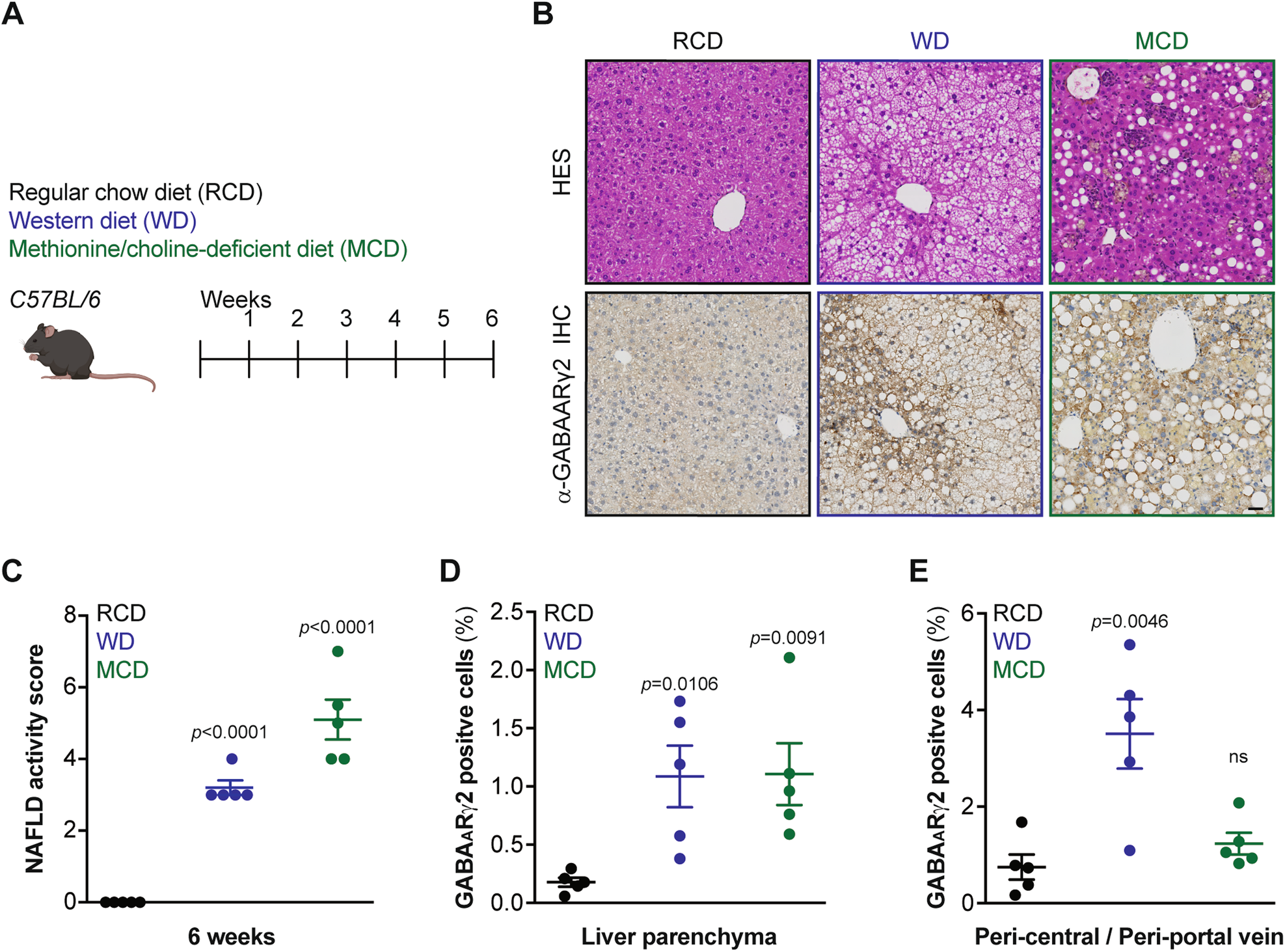 Fig. 3: Hepatic GABAARγ2 upregulation in response to hepatic lipoanabolism determined by immunohistochemistry.