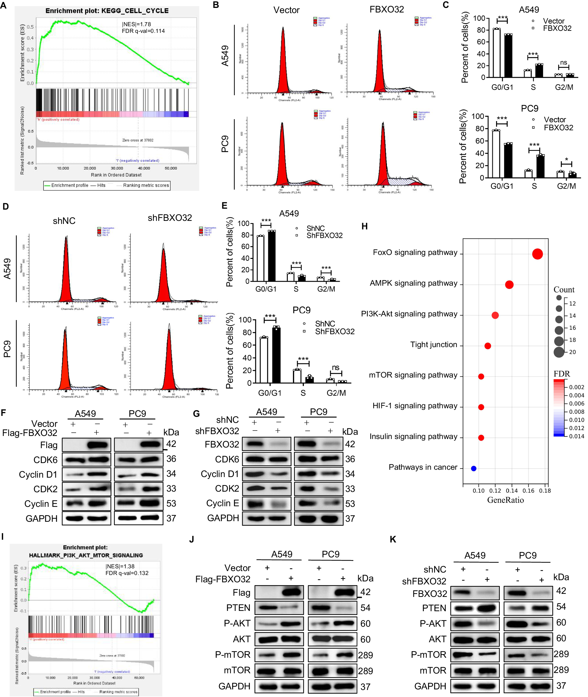 Fig. 3: FBXO32 regulates the cell cycle and AKT/mTOR pathway in LUAD cells.