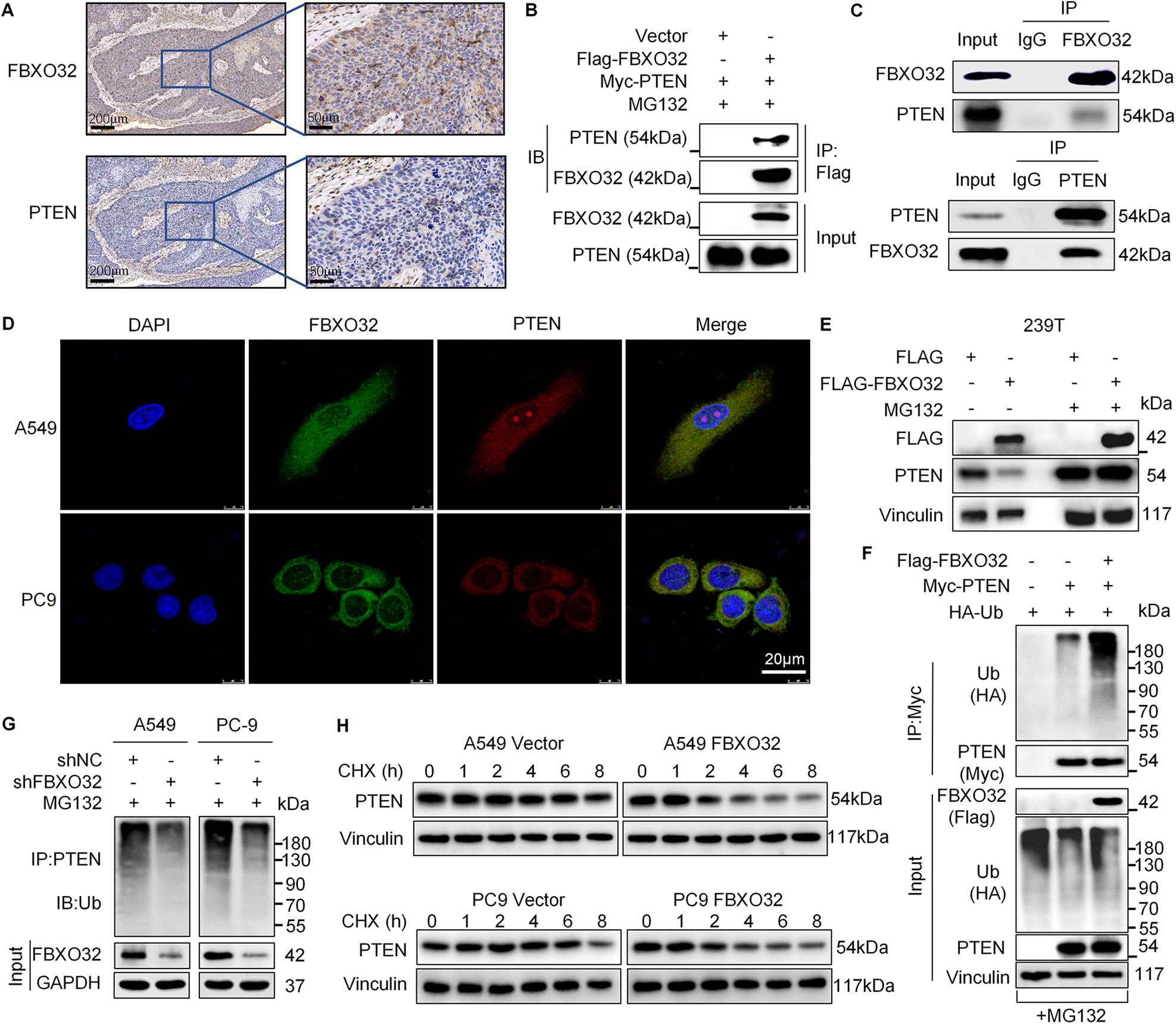 Fig. 4: FBXO32 interacts with PTEN and mediates the ubiquitination of PTEN in LUAD.