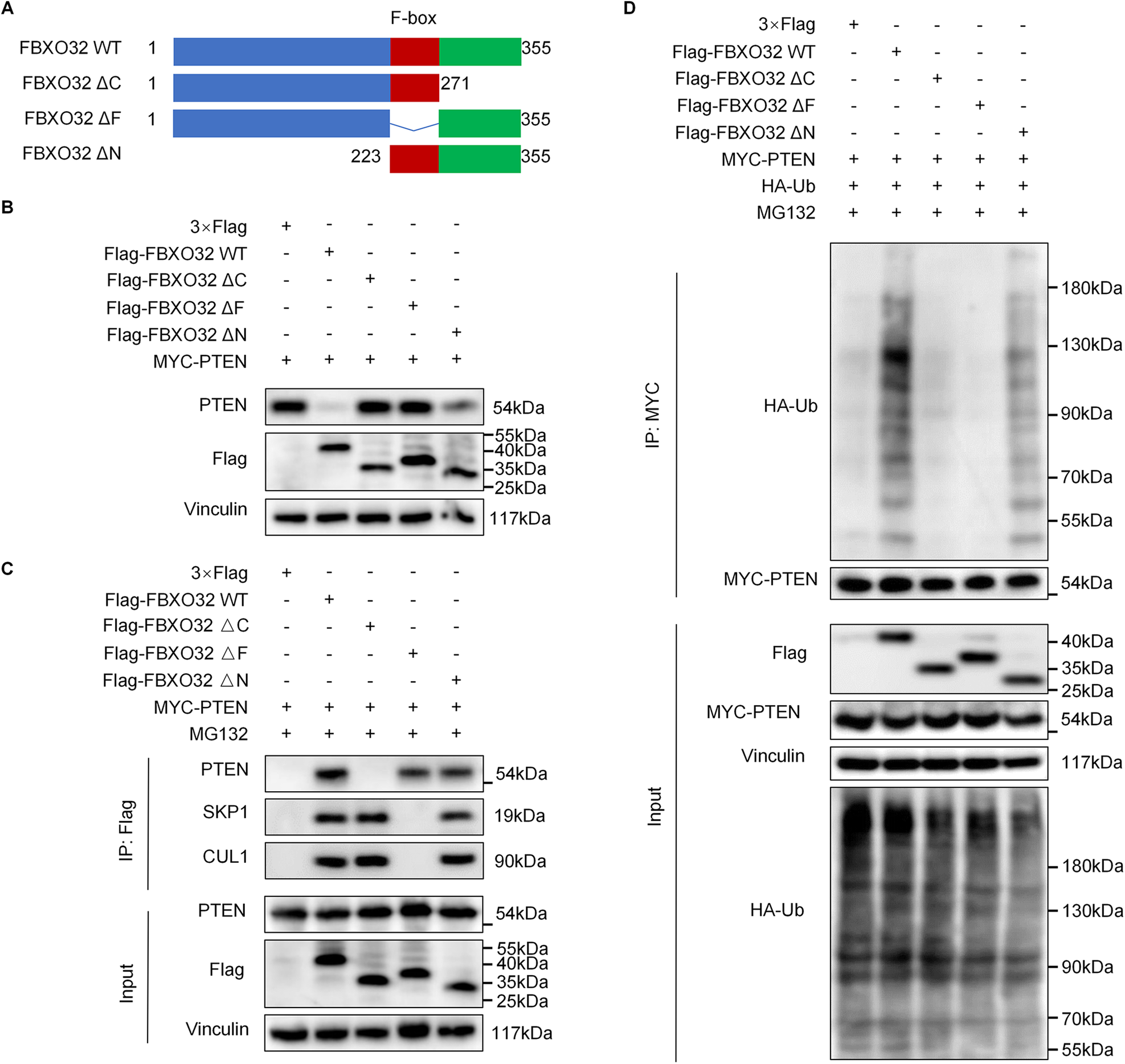 Fig. 5: FBXO32 recognizes and interacts with PTEN through its C-terminus.