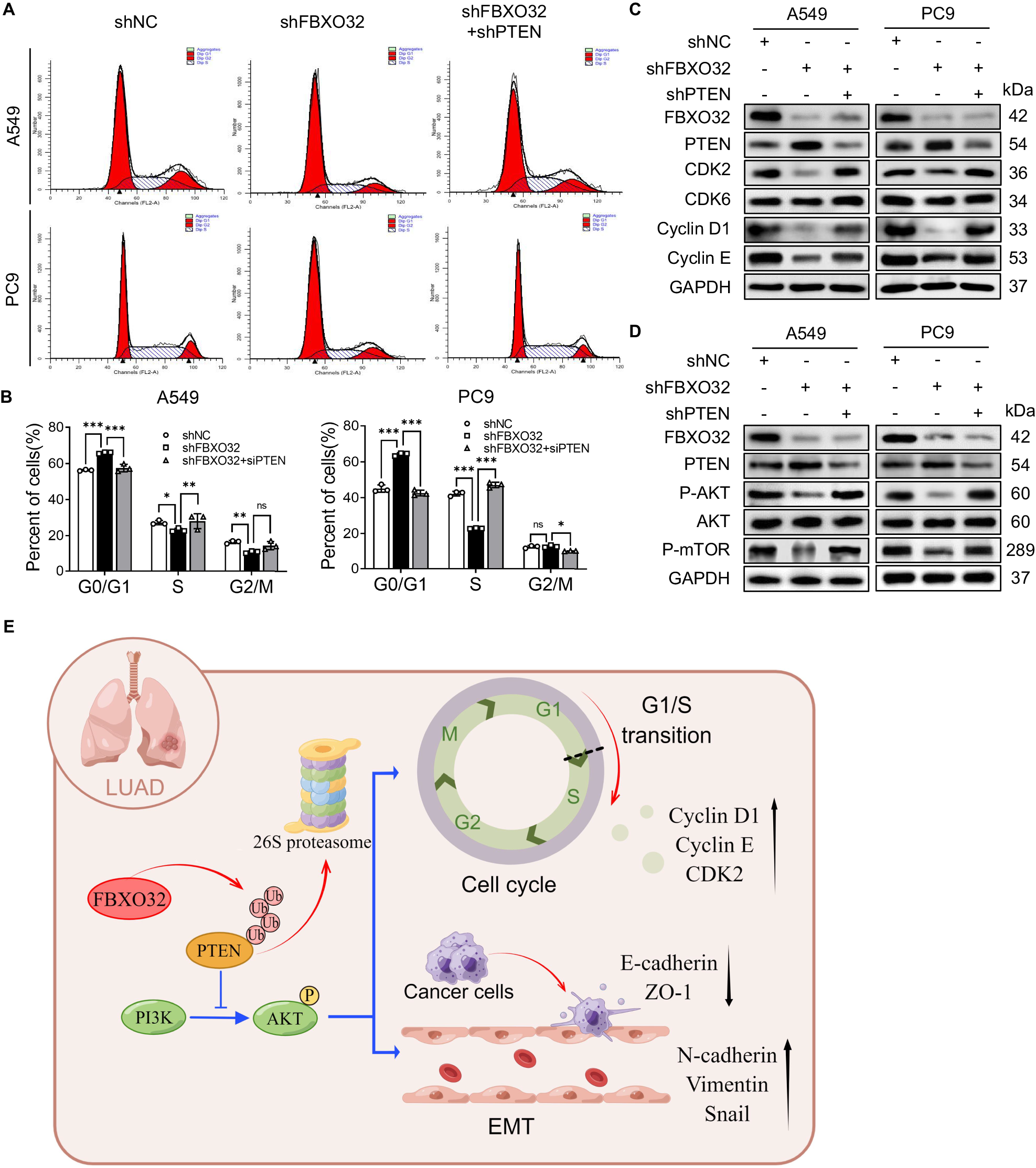 Fig. 7: FBXO32 activates AKT/mTOR pathway and promotes cell cycle process by downregulating PTEN in LUAD.