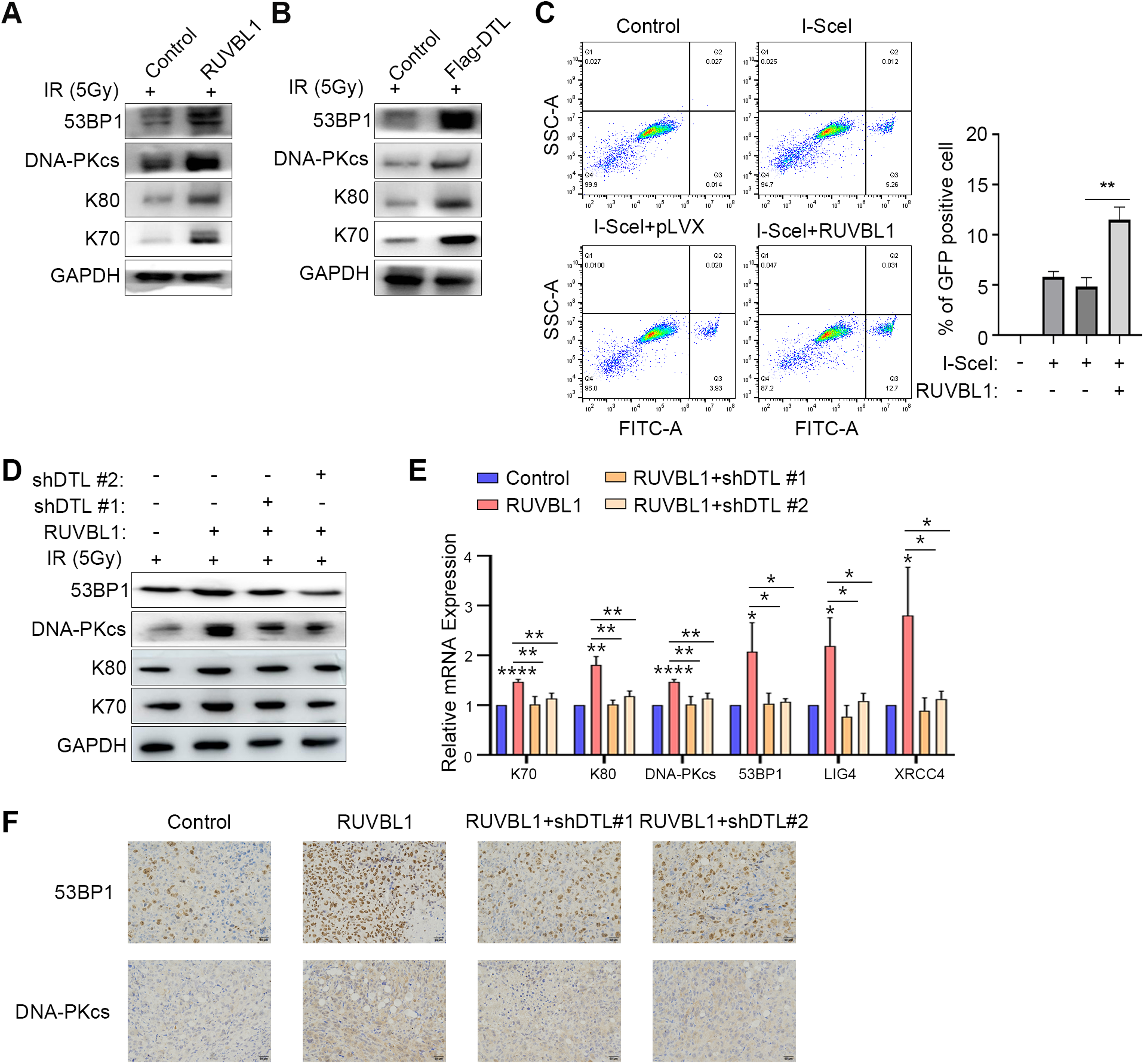 Fig. 8: RUVBL1 affects the expression of NHEJ pathway genes and is regulated by DTL.