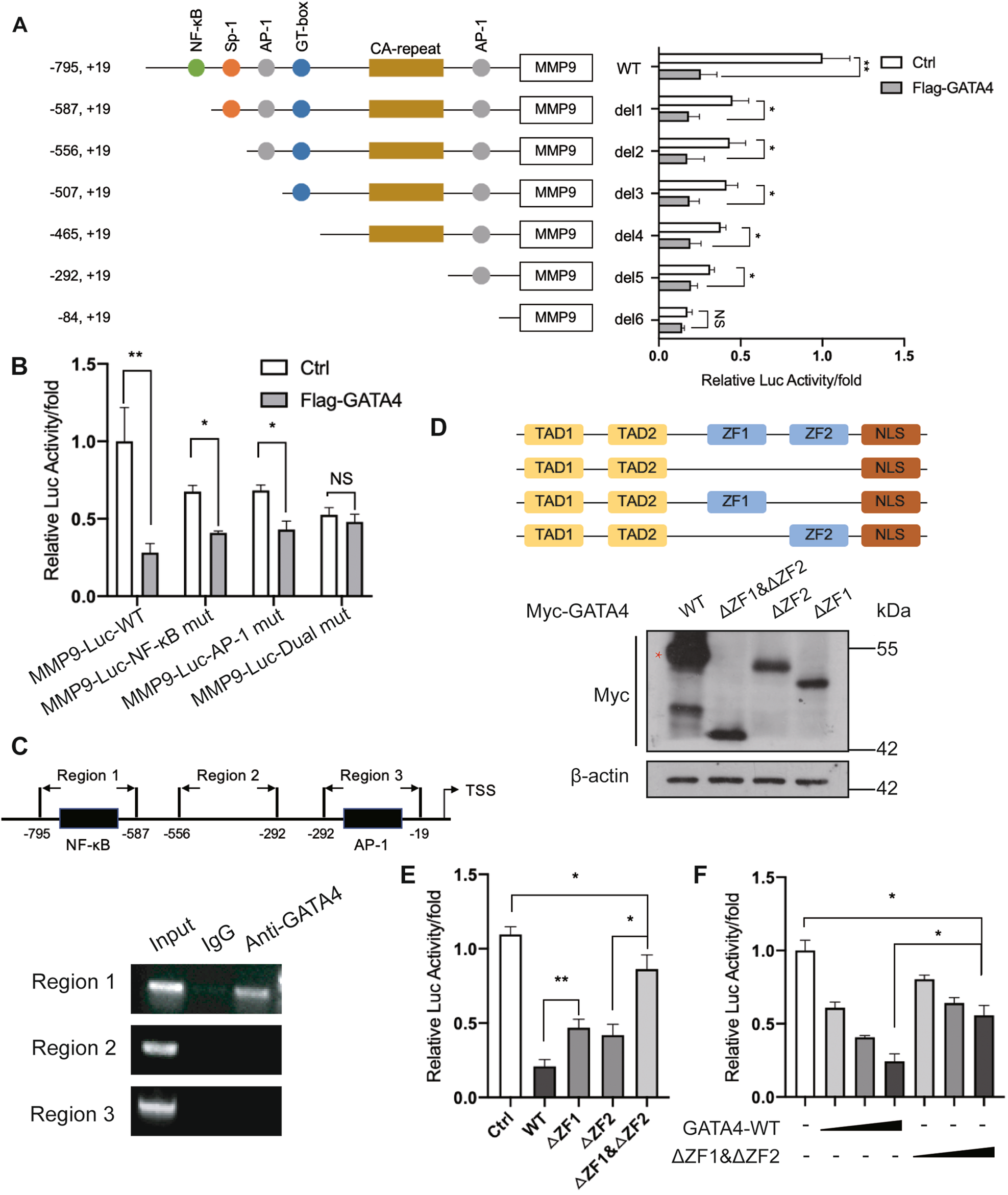 Fig. 4: Determination of GATA4 binding sites on MMP9 promoter.