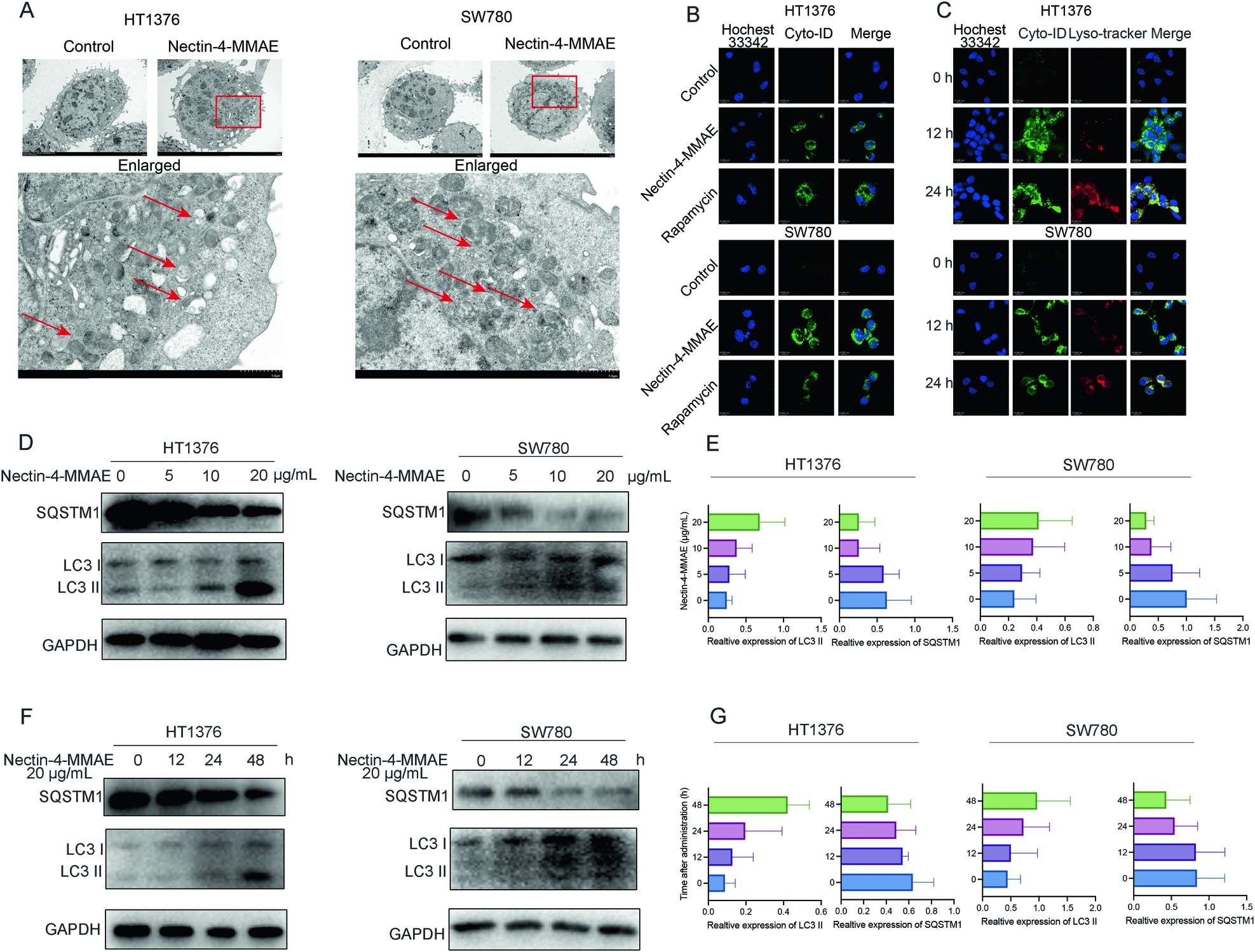 Fig. 3: Nectin-4-MMAE induced the formation and accumulation of autophagosomes and autophagy flux.