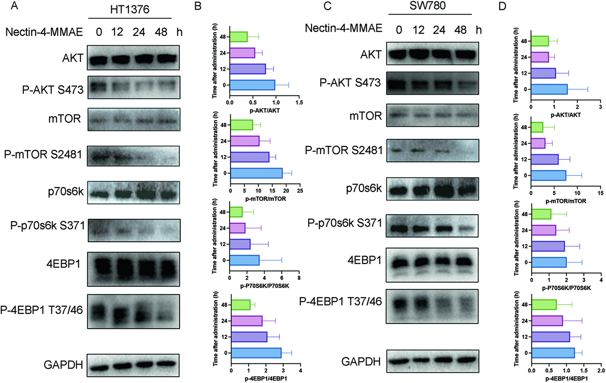 Fig. 4: Akt/mTOR pathway was inactivated in Nectin-4-MMAE-treated nectin-4 positive bladder cancer cells.
