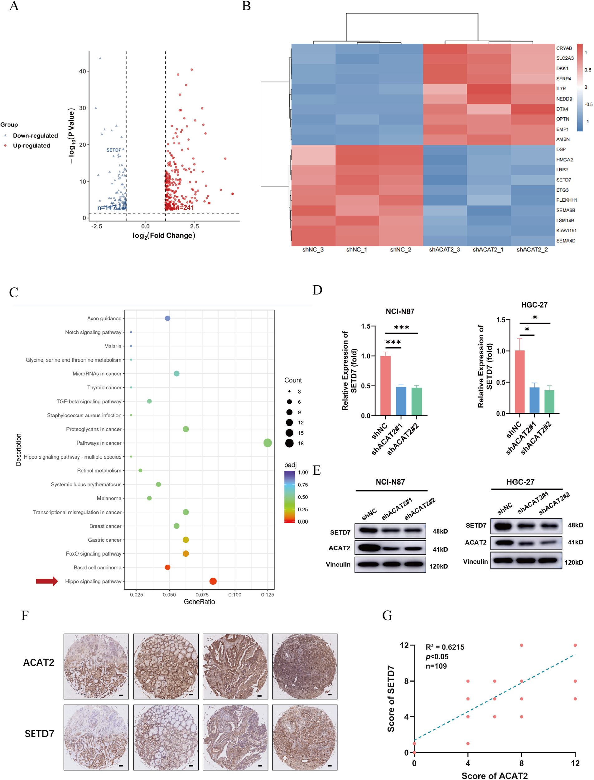 Fig. 4: SETD7 might be considered a potential key downstream molecule of ACAT2.