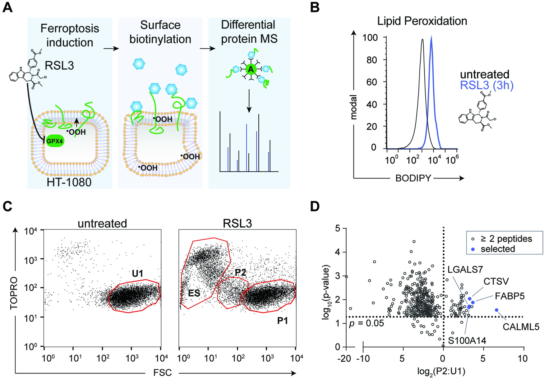 Fatty acid-binding protein 5 is a functional biomarker and indicator of ferroptosis in cerebral hypoxia | Cell Death & Disease received-this-notice-in-the-mail-r-georgia
