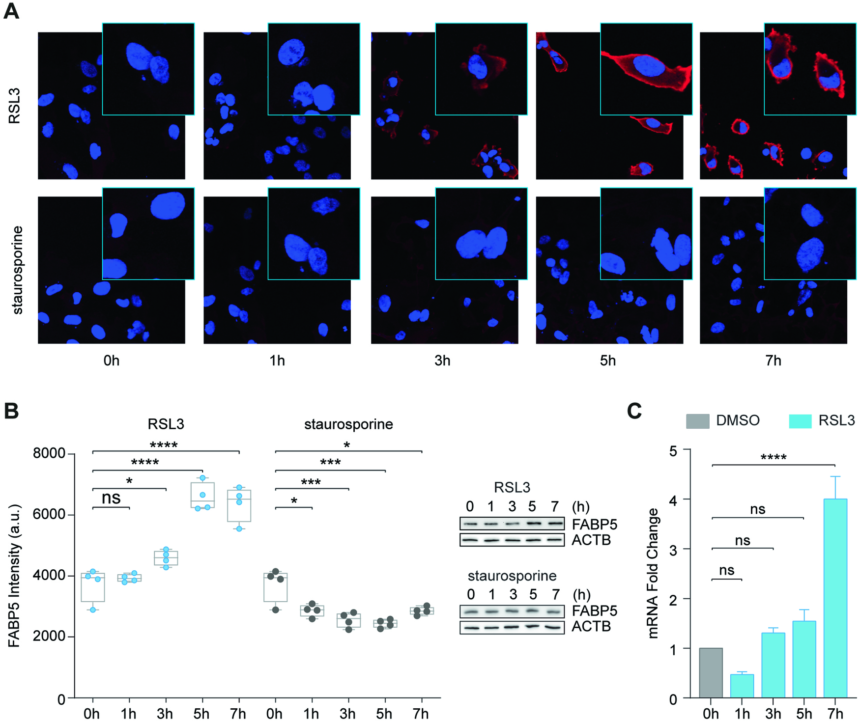 Fig. 3: FABP5 is specifically upregulated during ferroptosis.